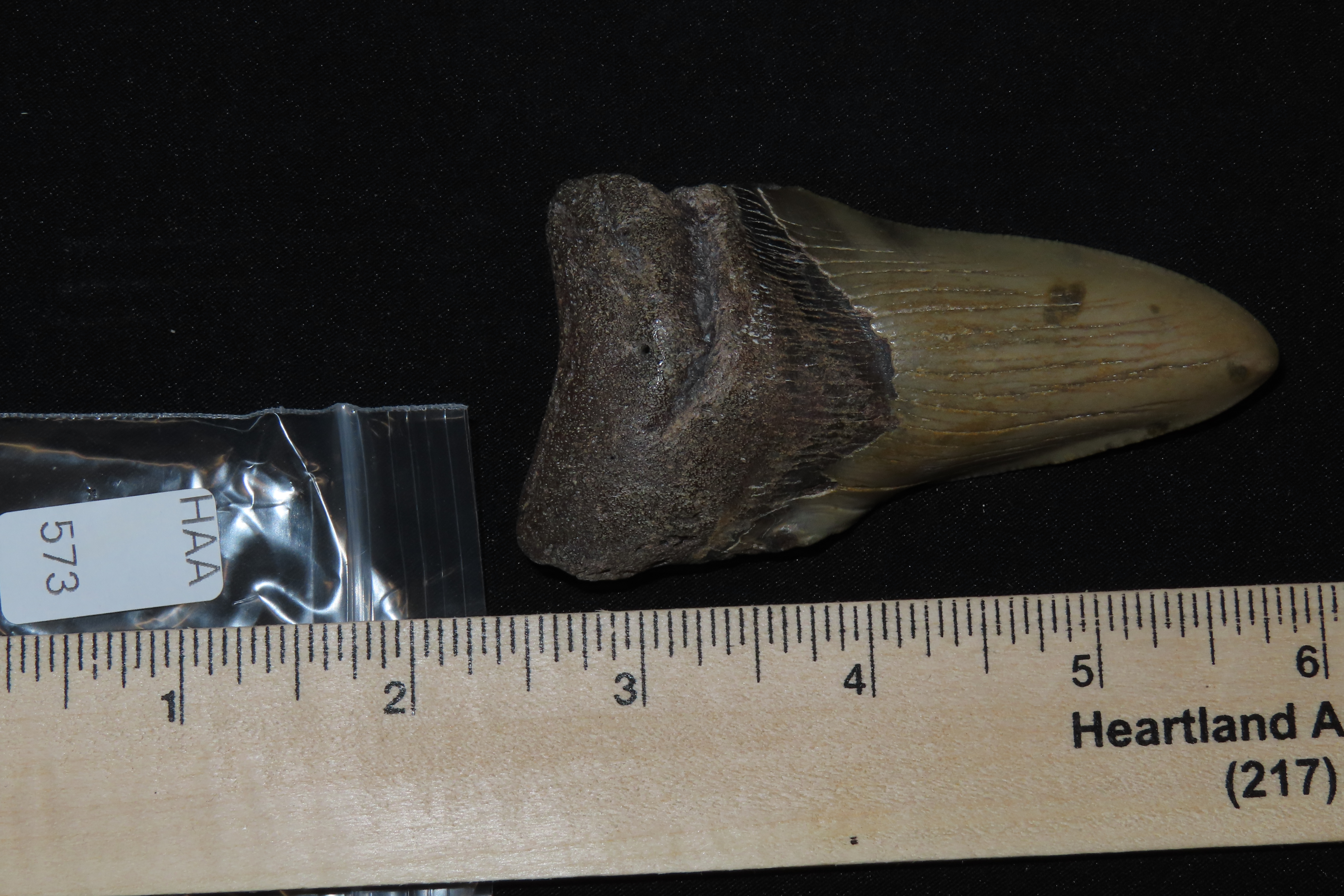 Large 3 1/2" Megalodon Shark Tooth, 2.5-23 Million Year Old Fossil found off the coast of the Carolinas. No Repair, No Resto, No Polishing. 