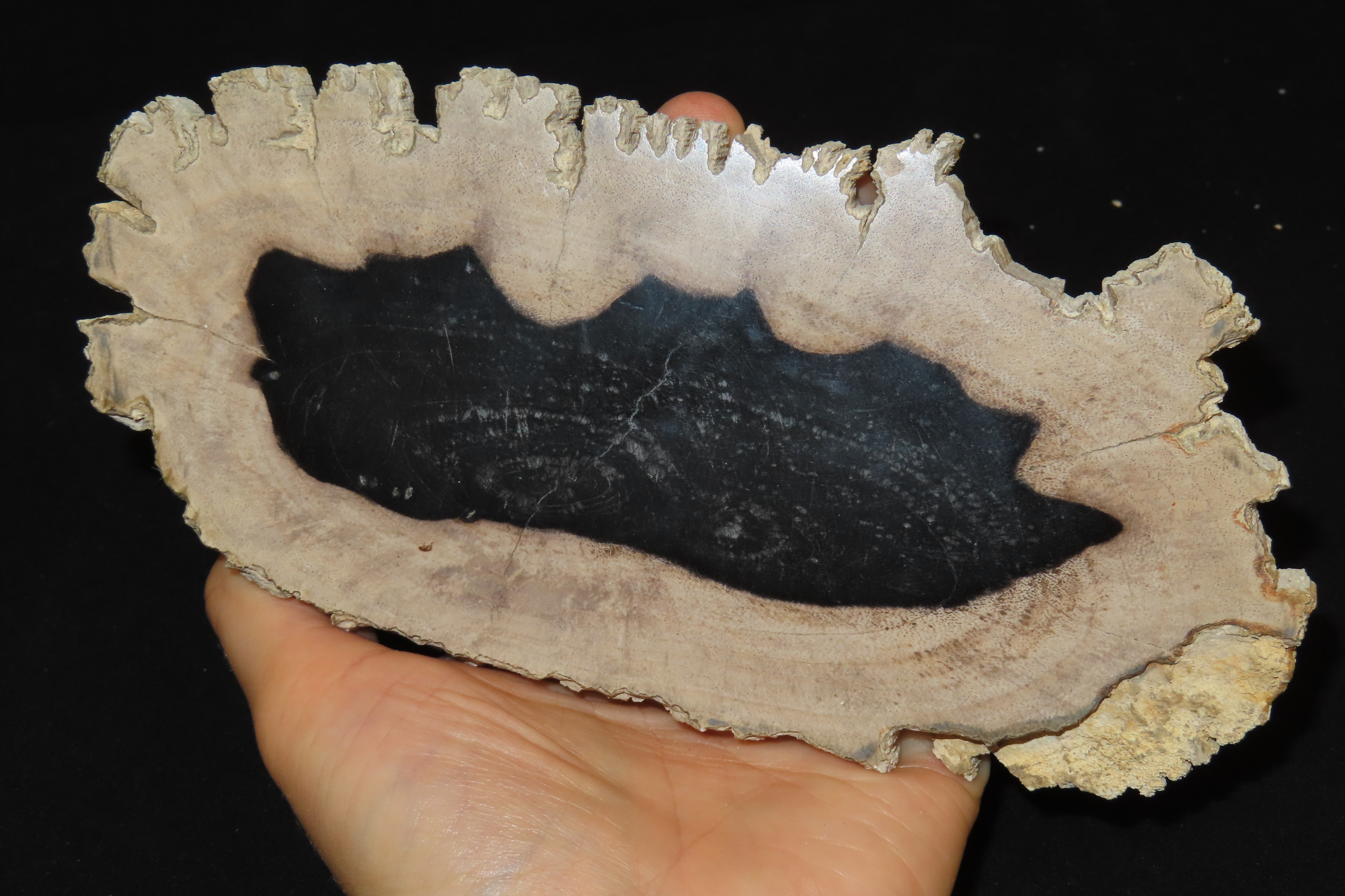 Large Colorful Polished Slab of Petrifeid Wood. Fully Polished on Both Sides, Beautiful Colorful Example.