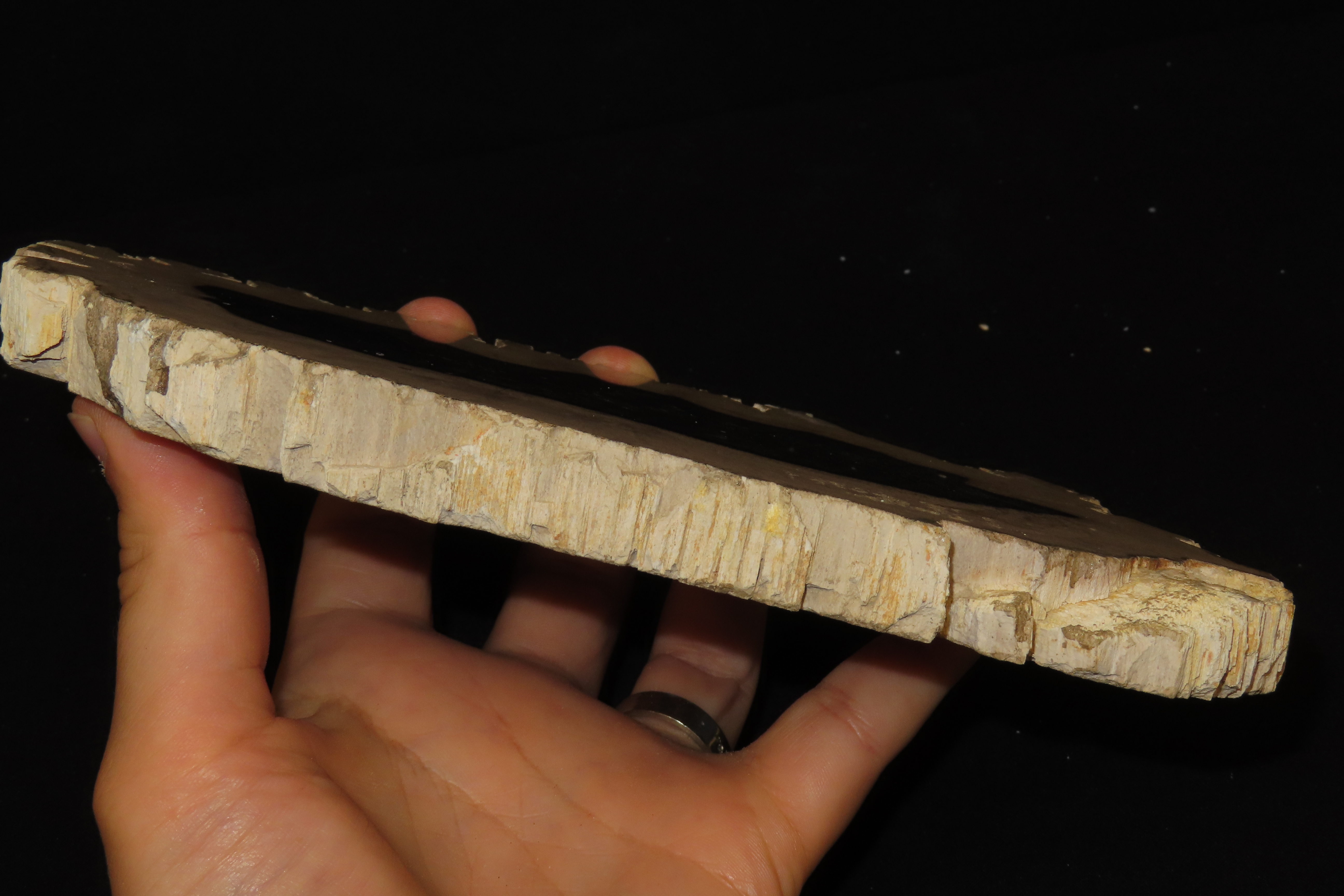 Large Colorful Polished Slab of Petrifeid Wood. Fully Polished on Both Sides, Beautiful Colorful Example.