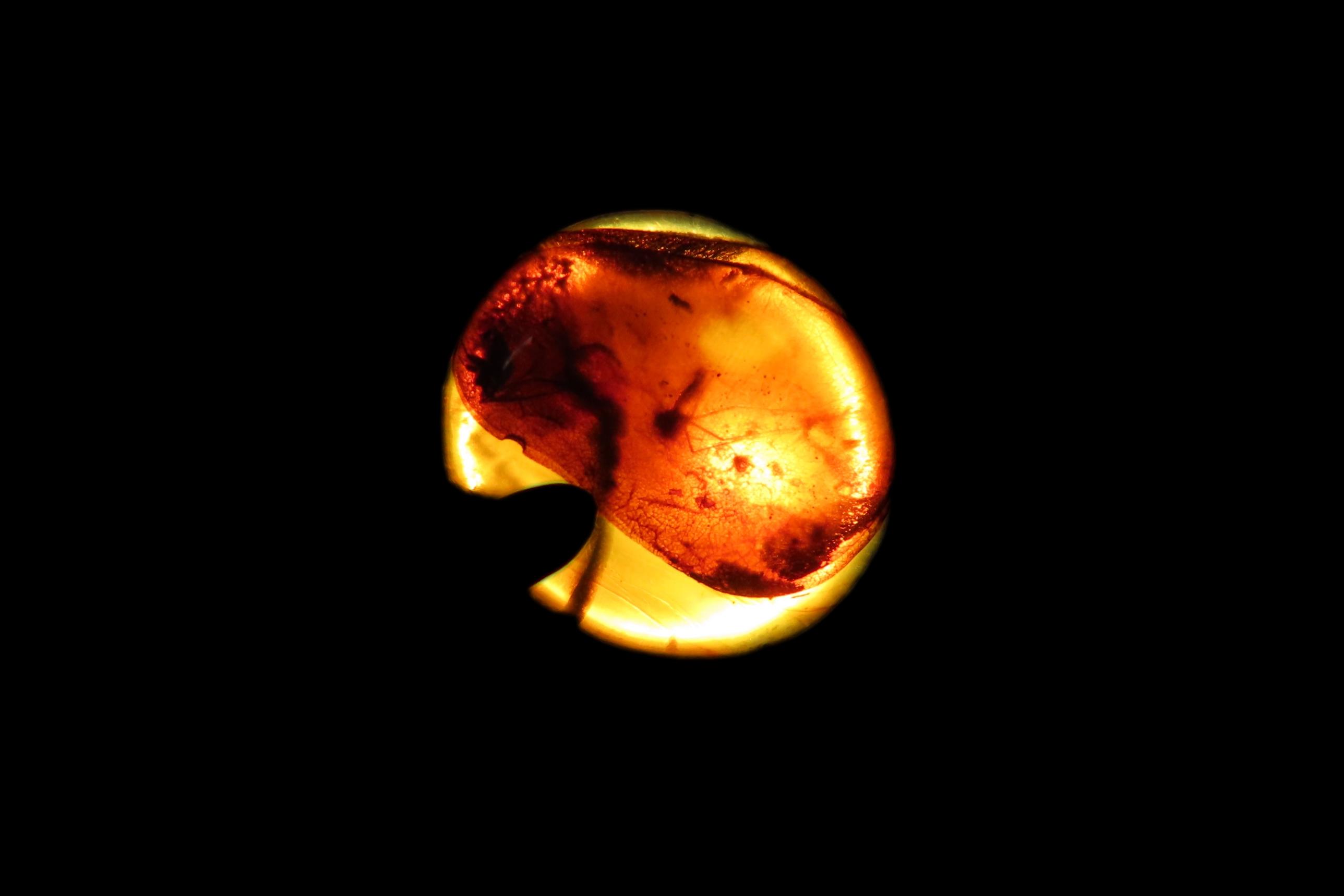 Fossil Amber with Encased Insect, Great Specimen with Easily Visible Bug. 100 Million Years Old, from the Hukawng Valley, Burma-Myanmar. Bur