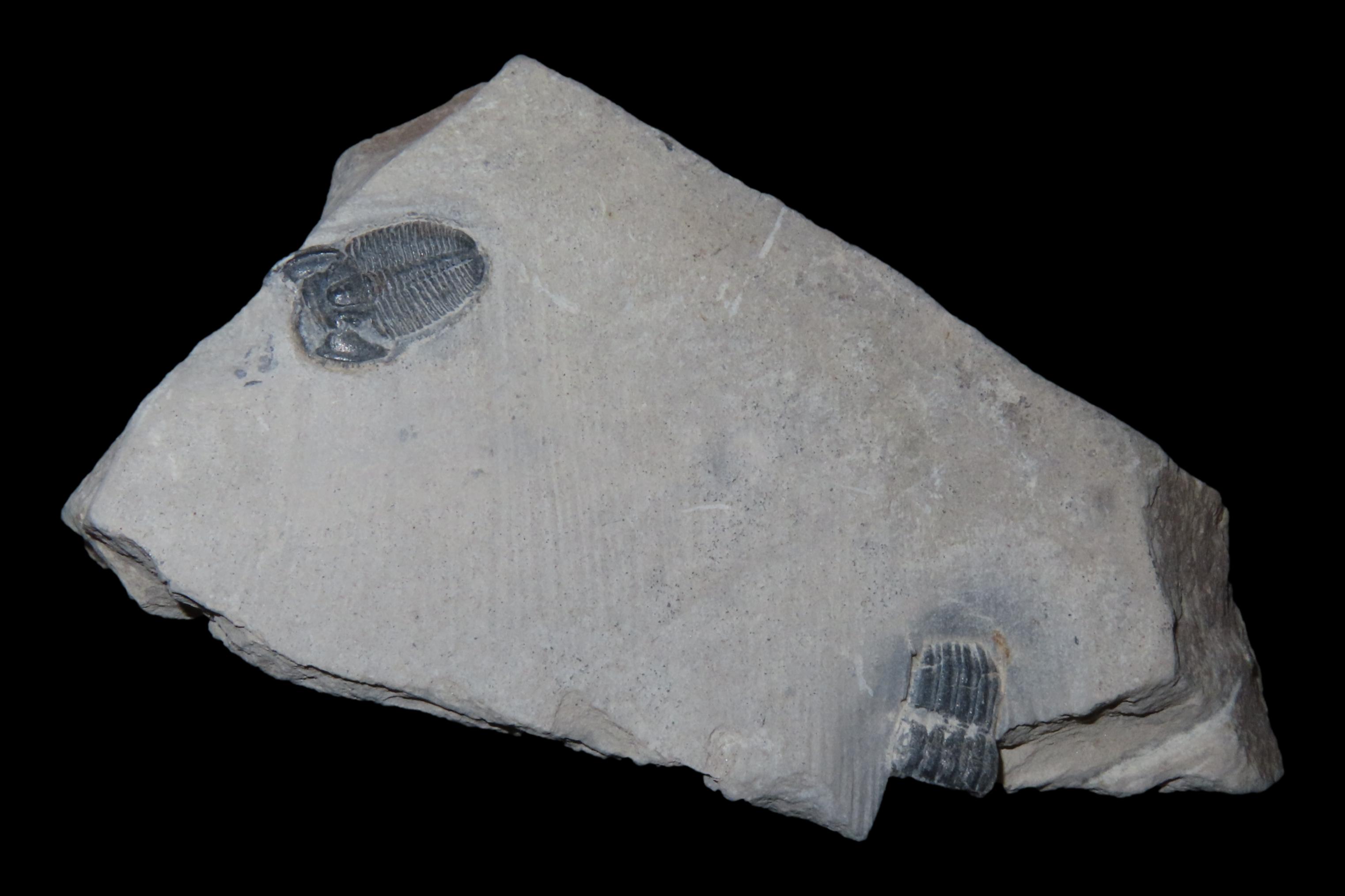 300-500 Million Year old DUAL Trilobite Fossil in Matrix, Very well Preserved & Highly Detailed Example.