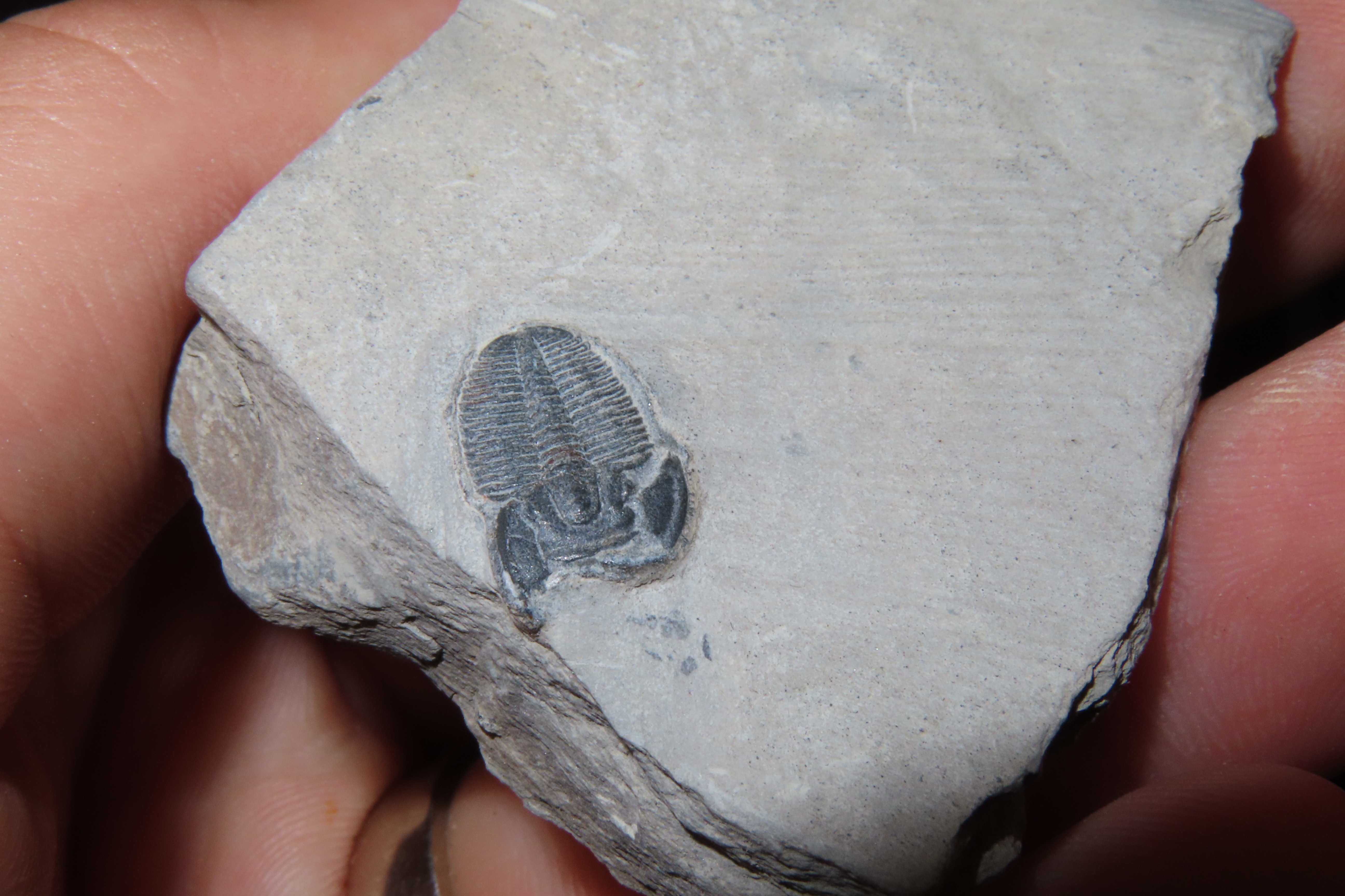 300-500 Million Year old DUAL Trilobite Fossil in Matrix, Very well Preserved & Highly Detailed Example.