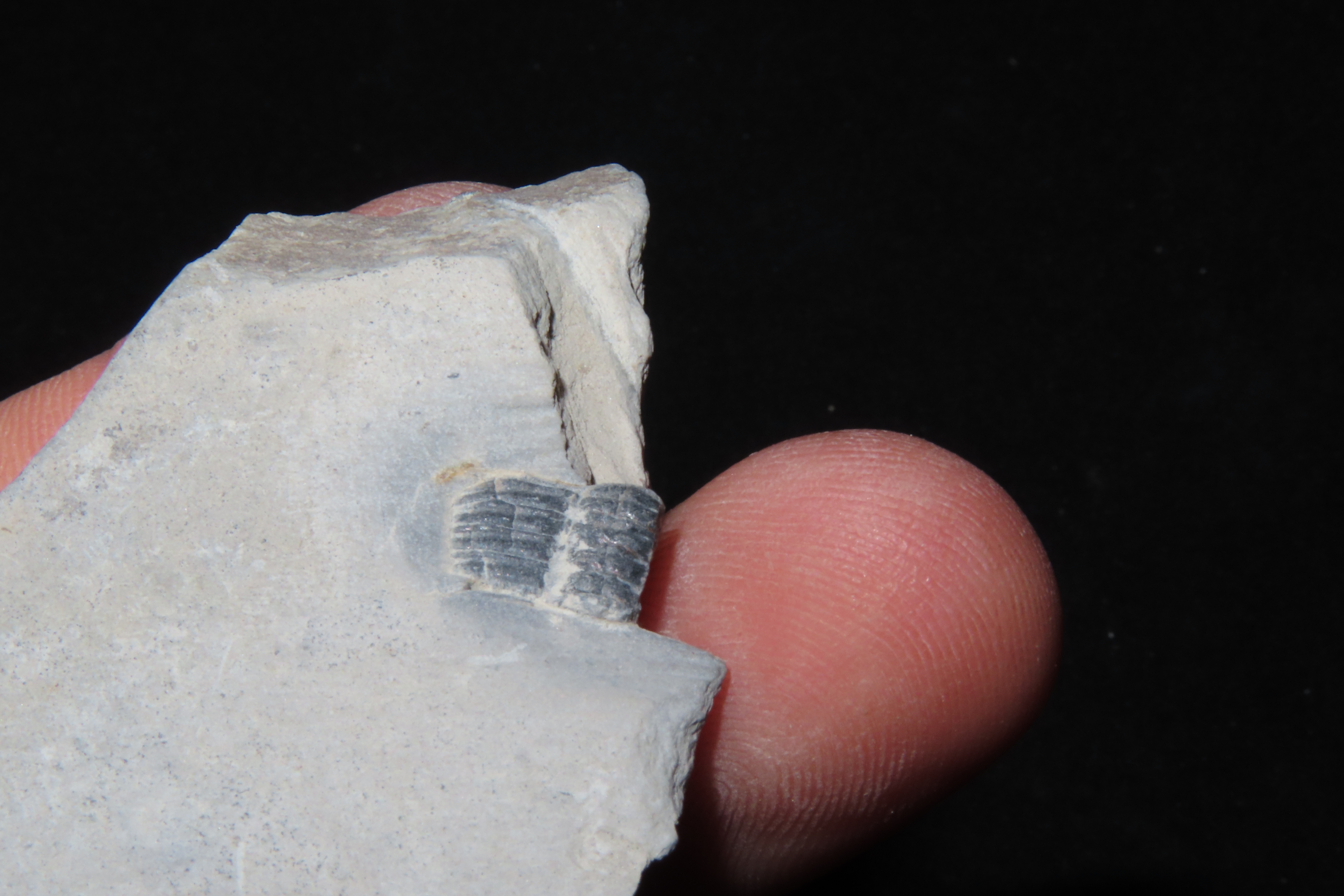 300-500 Million Year old DUAL Trilobite Fossil in Matrix, Very well Preserved & Highly Detailed Example.