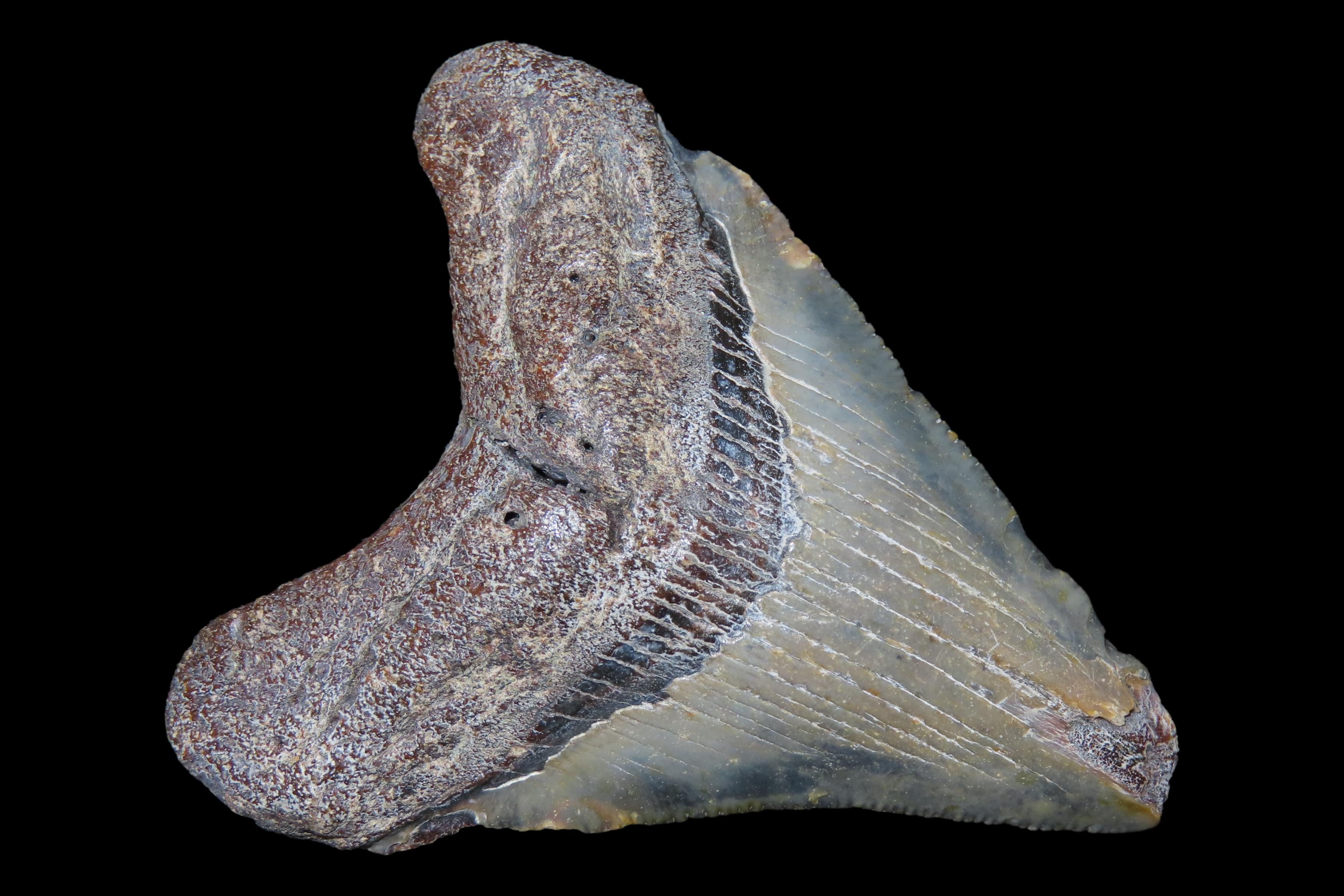 Large Megalodon Shark Tooth, 2.5-23 Million Year Old Fossil found off the coast of the Carolinas. No Repair, No Resto, No Polishing. Great E