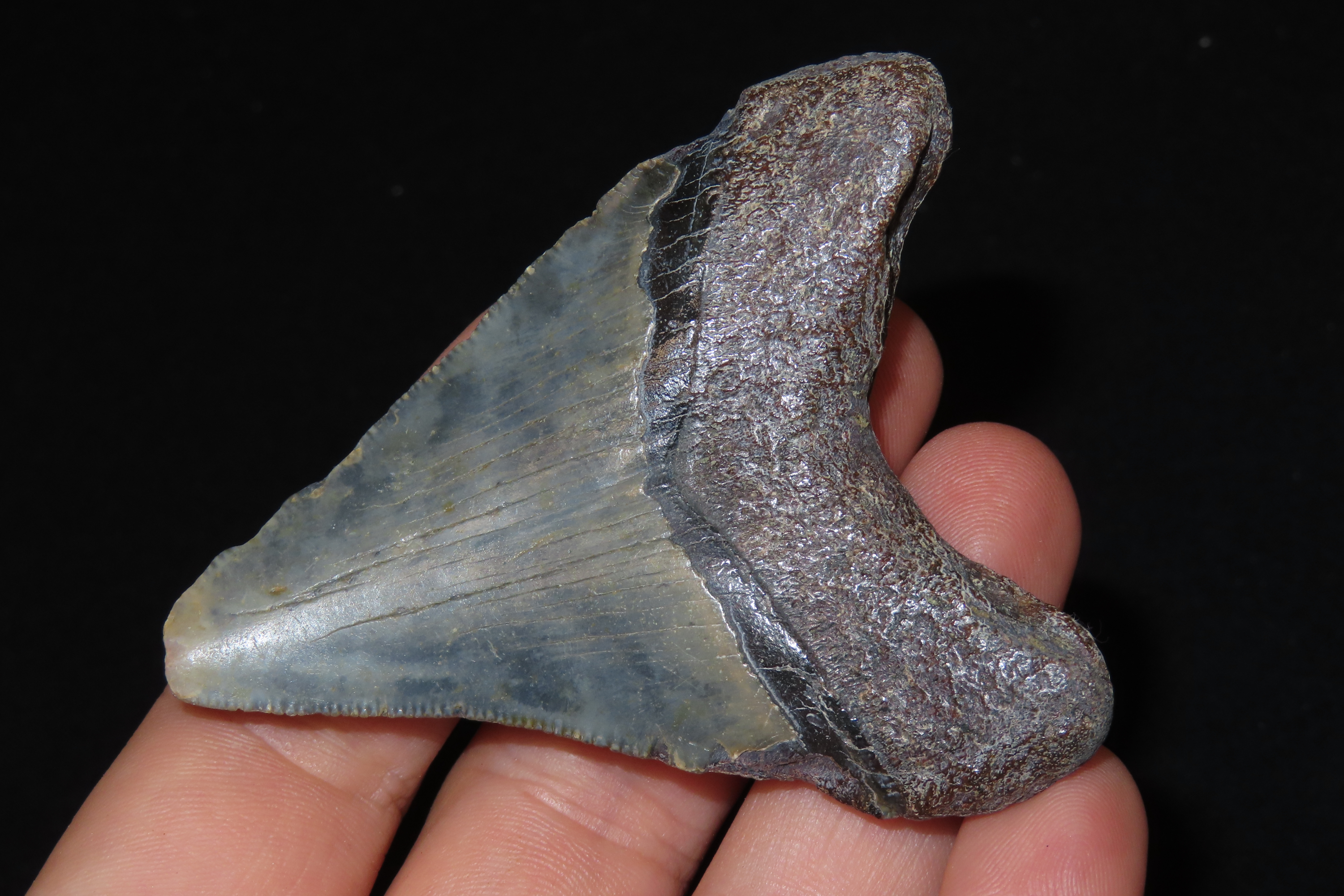 Large Megalodon Shark Tooth, 2.5-23 Million Year Old Fossil found off the coast of the Carolinas. No Repair, No Resto, No Polishing. Great E