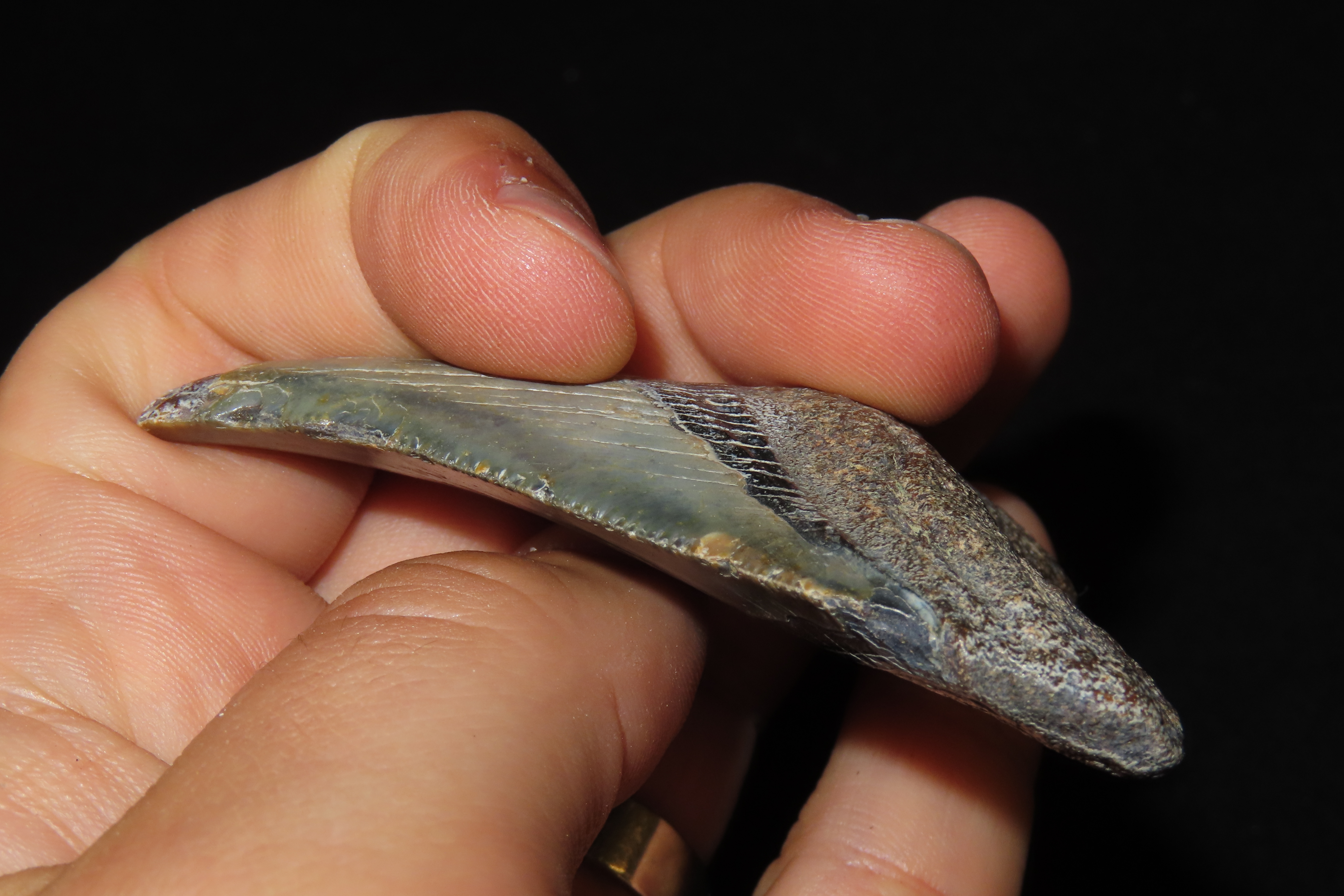 Large Megalodon Shark Tooth, 2.5-23 Million Year Old Fossil found off the coast of the Carolinas. No Repair, No Resto, No Polishing. Great E