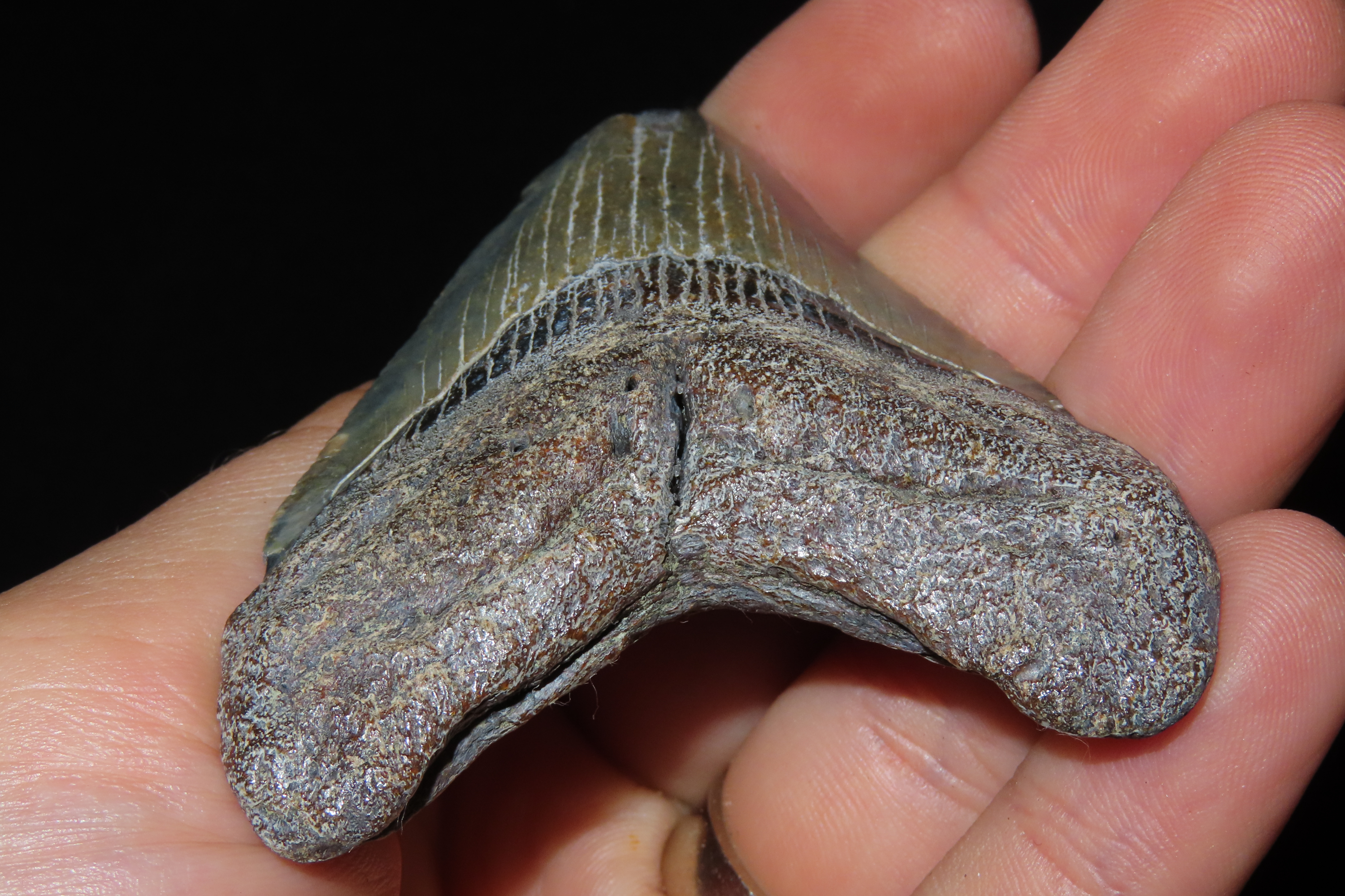 Large Megalodon Shark Tooth, 2.5-23 Million Year Old Fossil found off the coast of the Carolinas. No Repair, No Resto, No Polishing. Great E