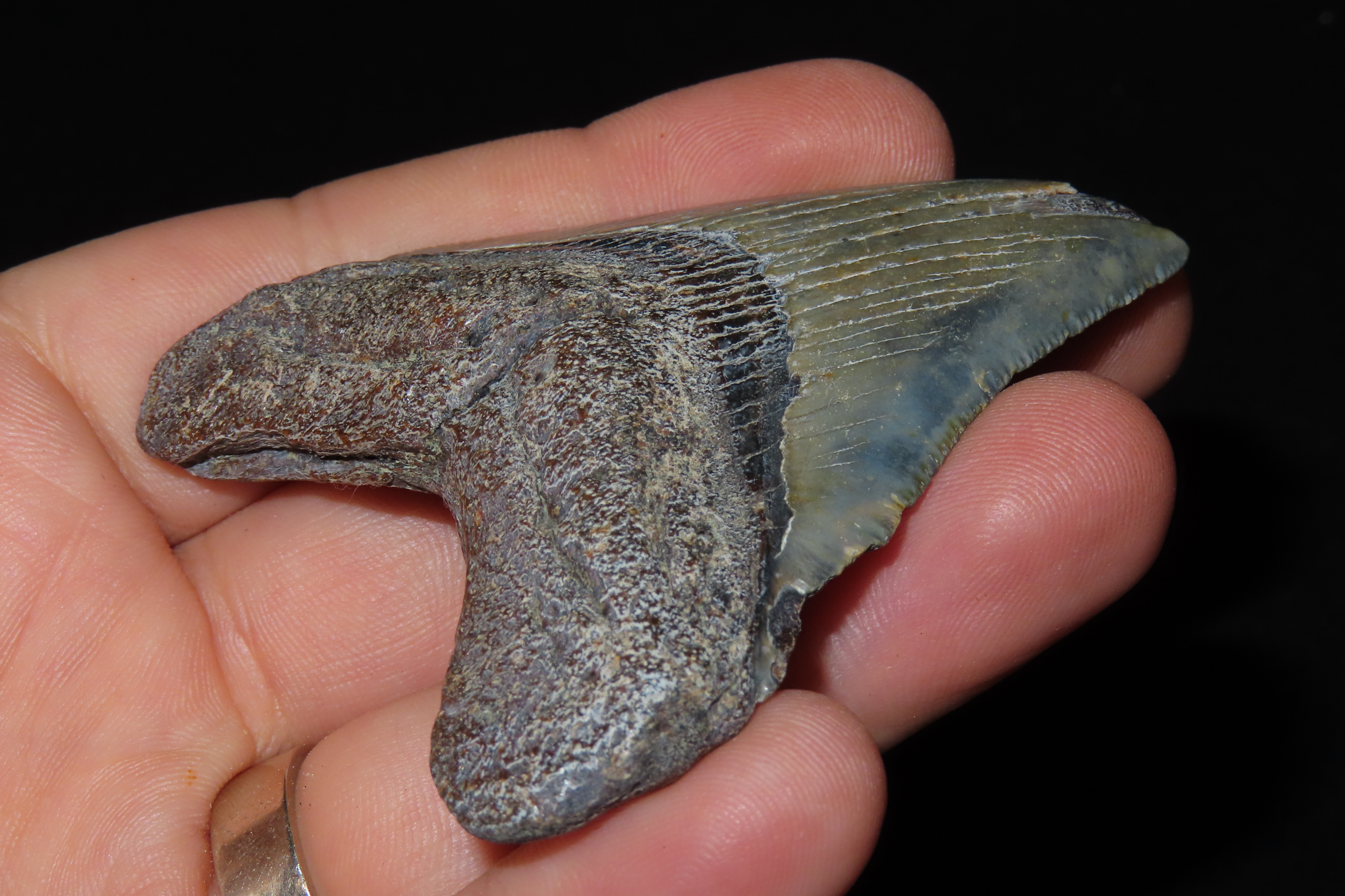 Large Megalodon Shark Tooth, 2.5-23 Million Year Old Fossil found off the coast of the Carolinas. No Repair, No Resto, No Polishing. Great E