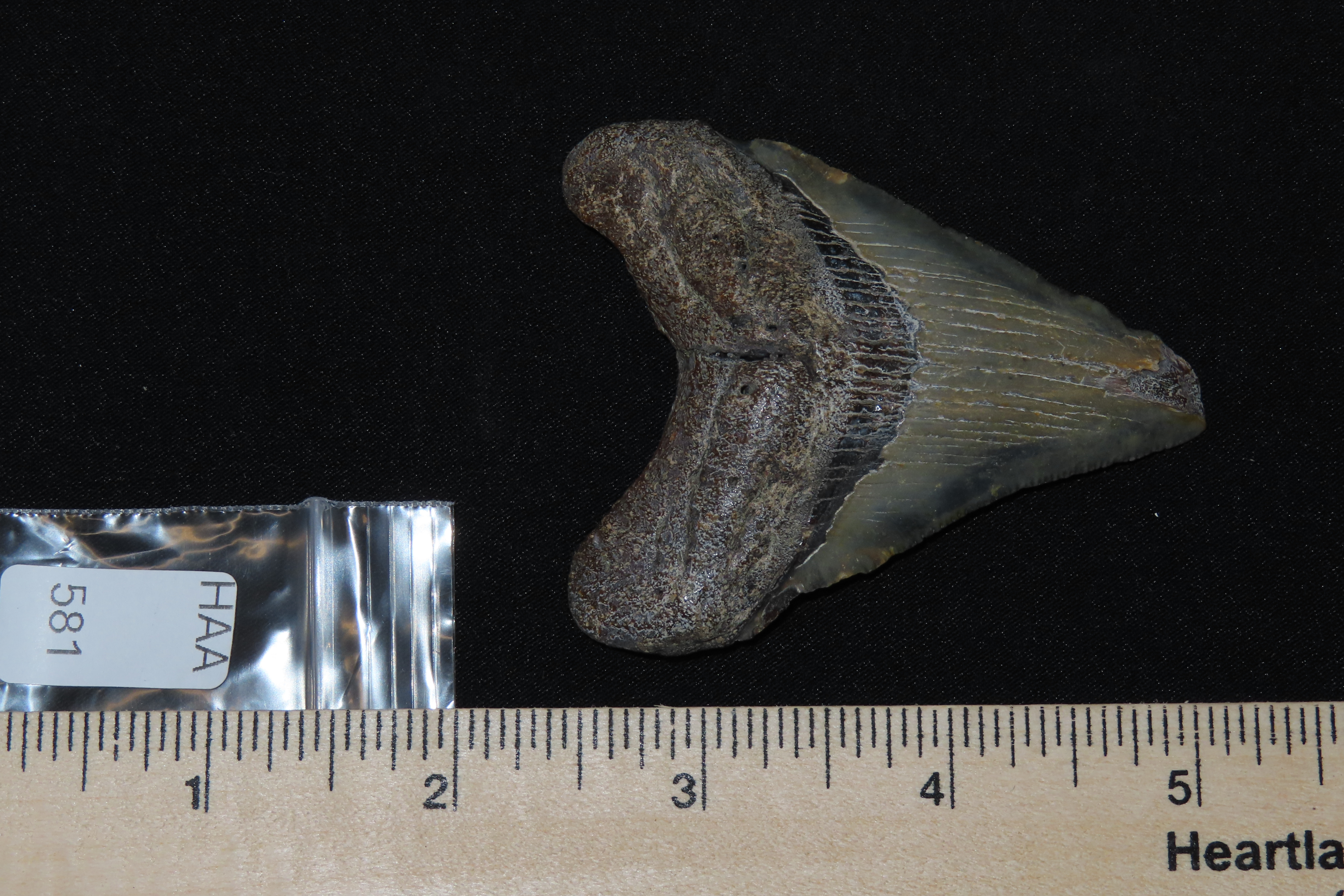 Large Megalodon Shark Tooth, 2.5-23 Million Year Old Fossil found off the coast of the Carolinas. No Repair, No Resto, No Polishing. Great E