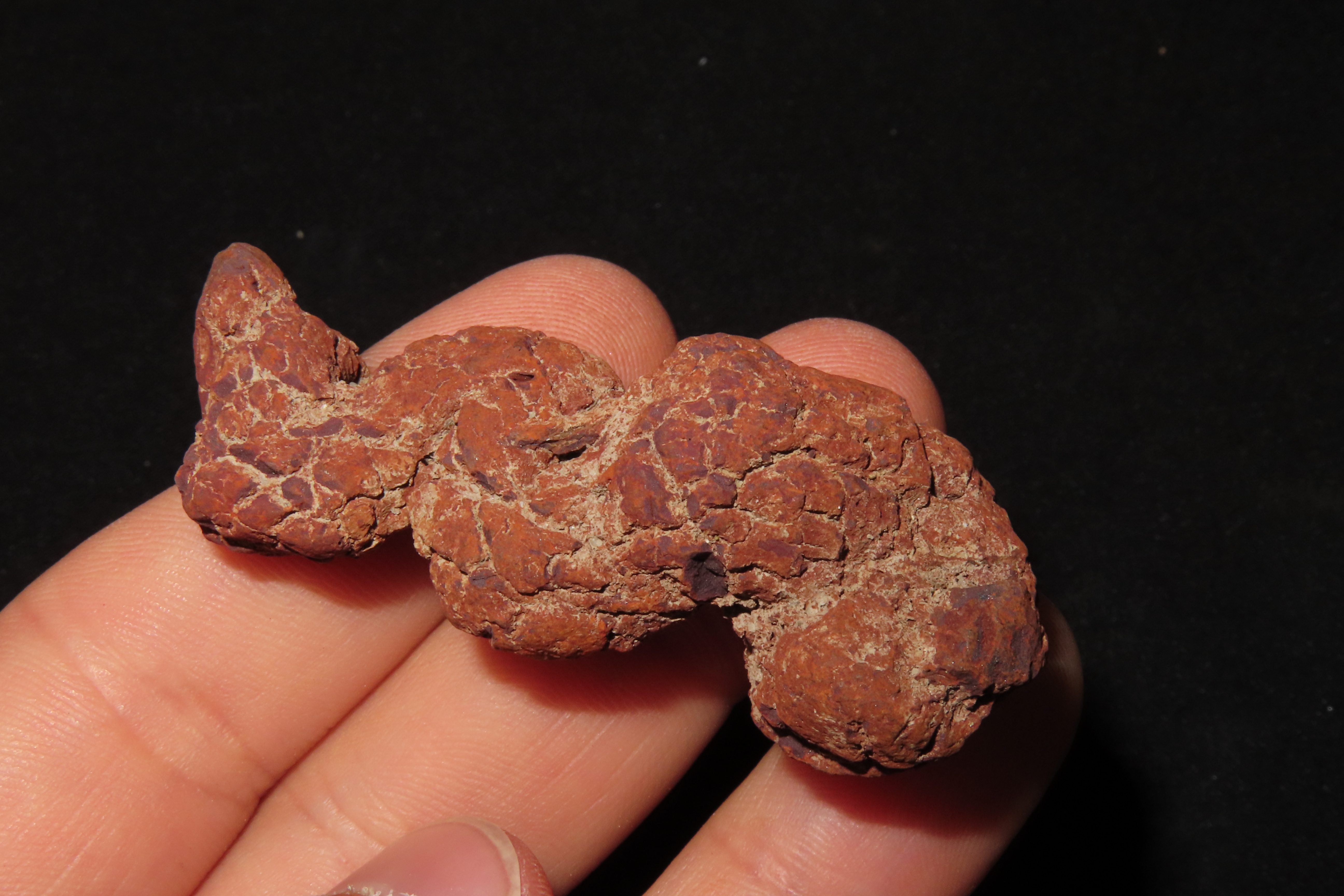 Large Dinosaur Poop Fossil, Coprolite, Appr. 100 Million Years old Fossilized Dino Dung, Great Well Formed Example!