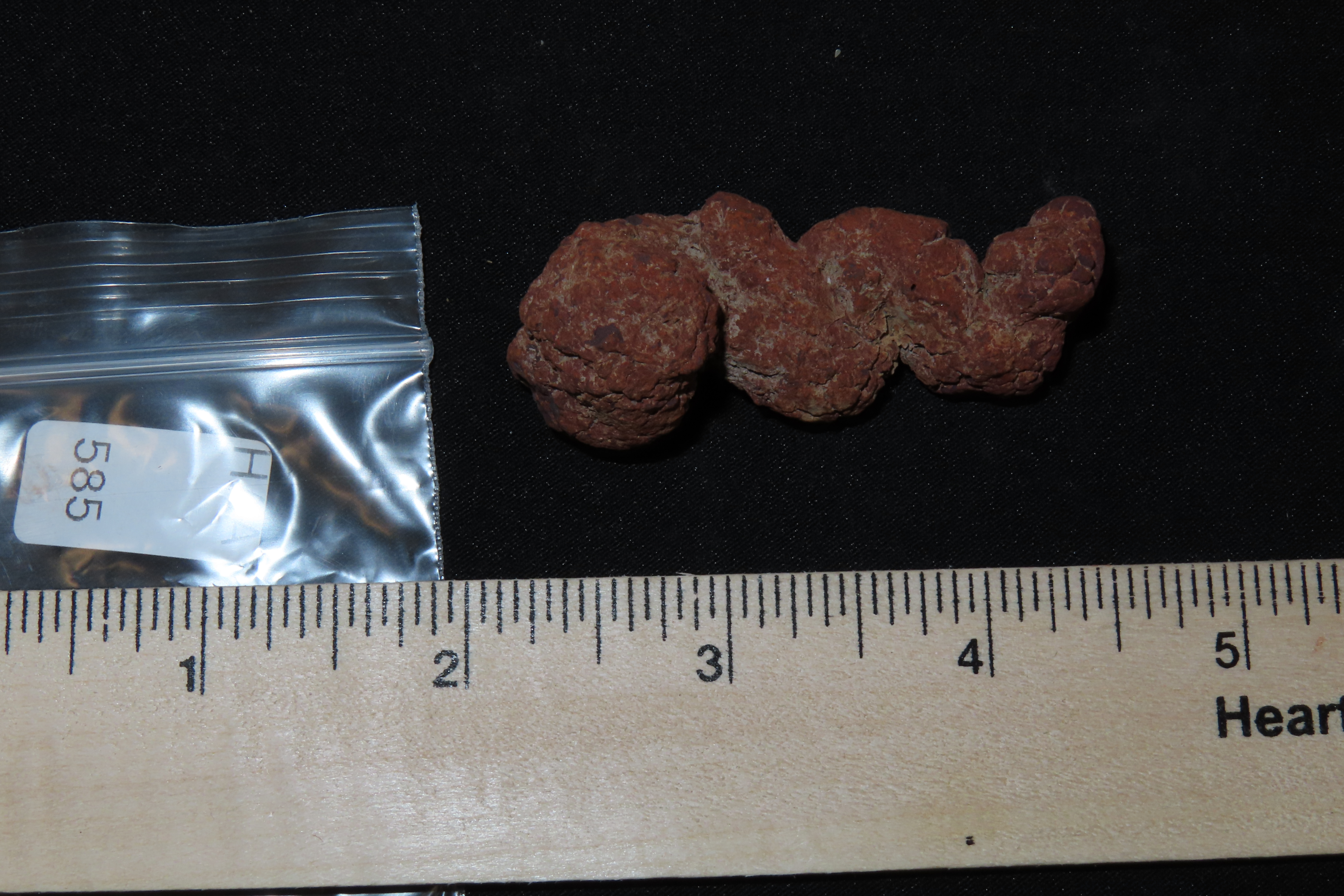 Large Dinosaur Poop Fossil, Coprolite, Appr. 100 Million Years old Fossilized Dino Dung, Great Well Formed Example!
