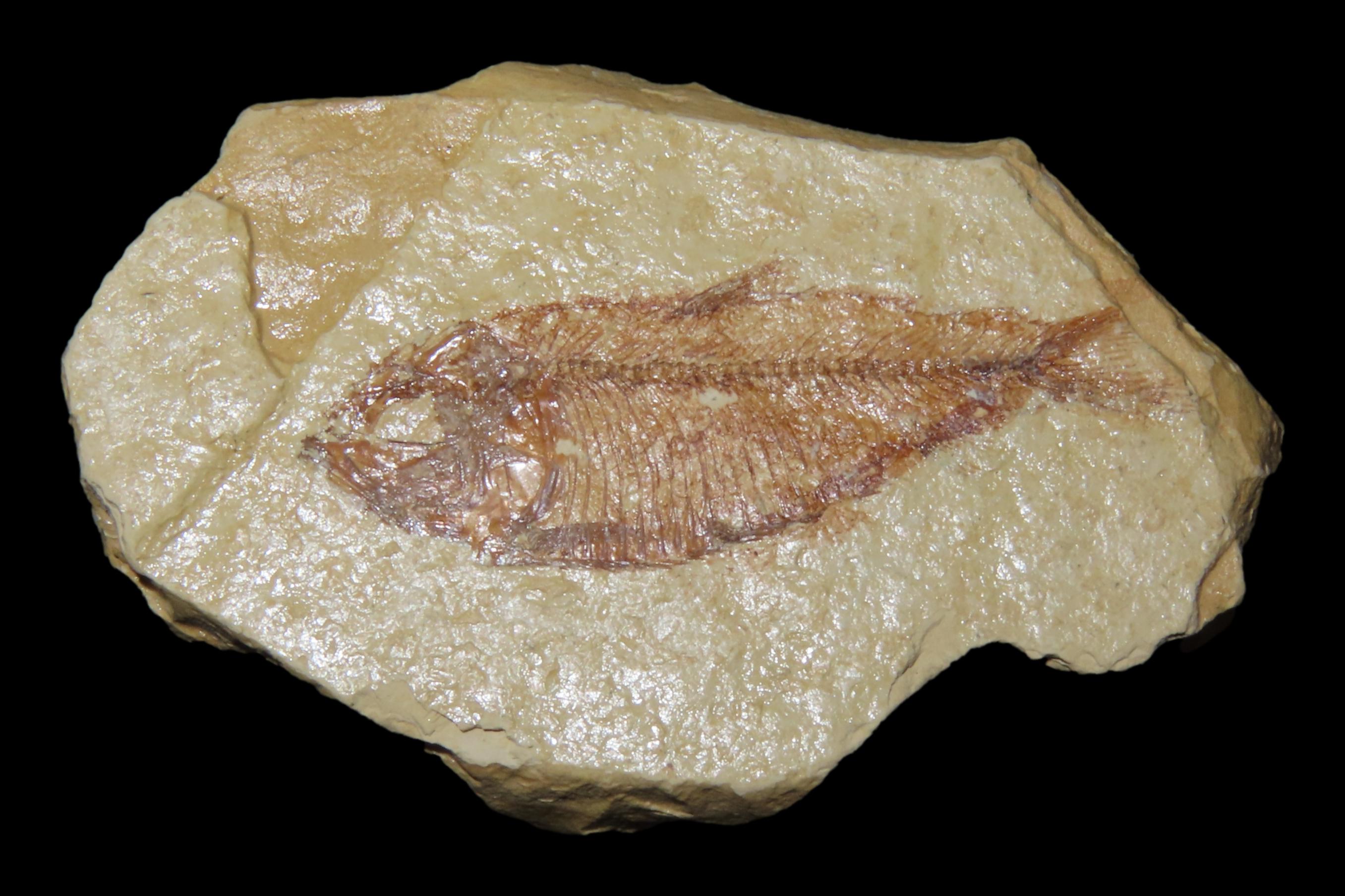 Very Detailed Fish Fossil (Diplomystus) from the Green River Formation in Wyoming, 50 Million Years old! Amazing Example!