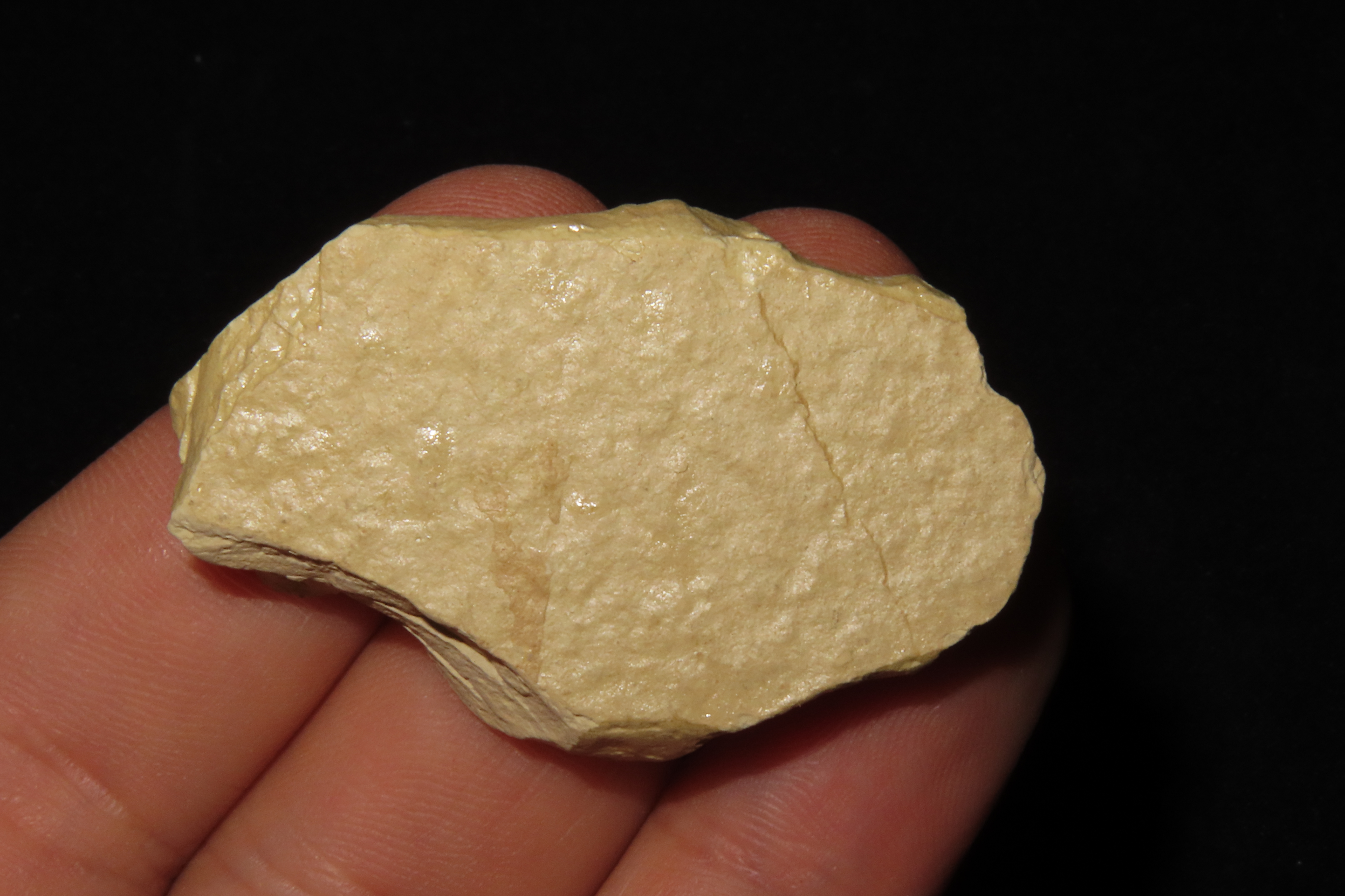 Very Detailed Fish Fossil (Diplomystus) from the Green River Formation in Wyoming, 50 Million Years old! Amazing Example!