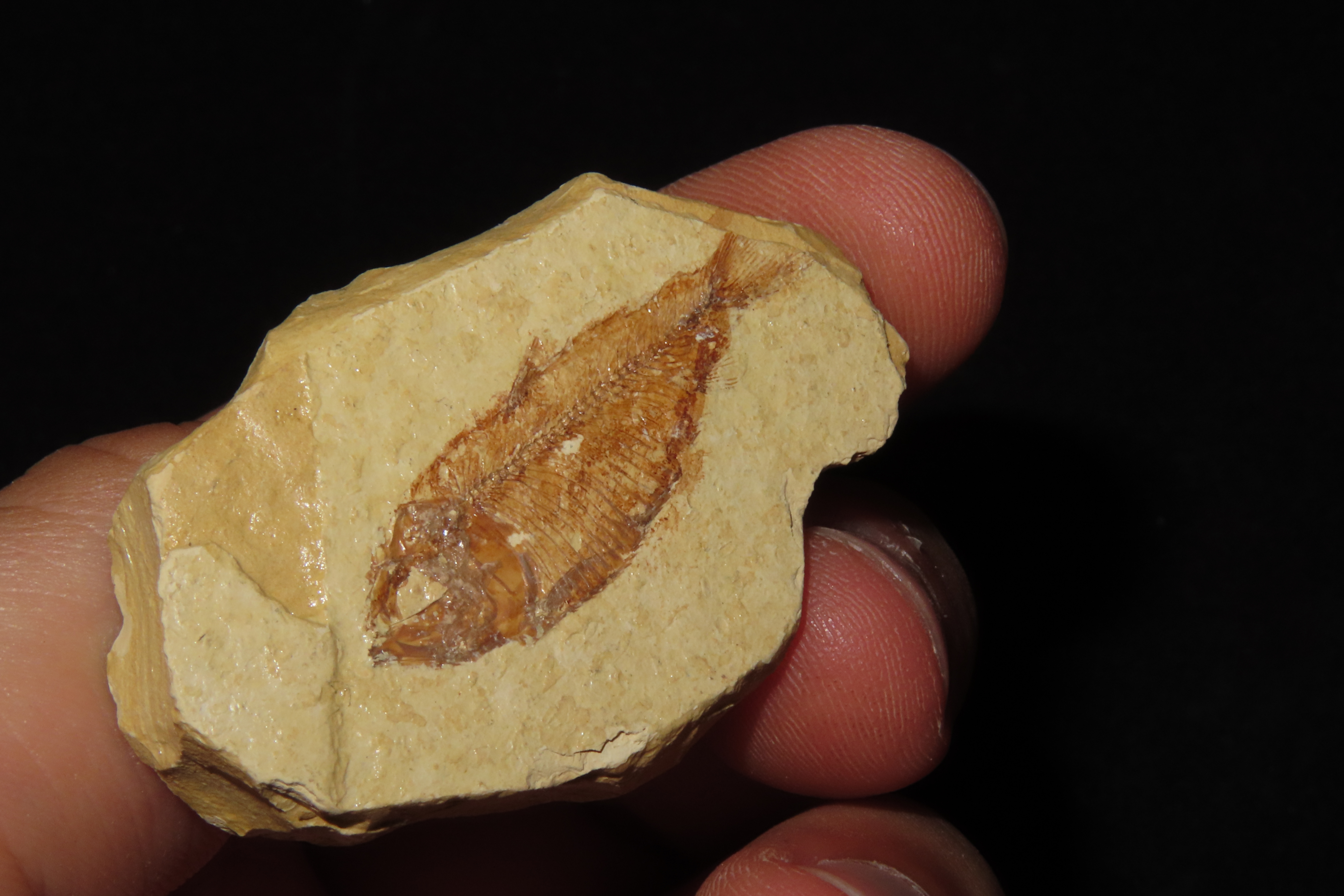 Very Detailed Fish Fossil (Diplomystus) from the Green River Formation in Wyoming, 50 Million Years old! Amazing Example!
