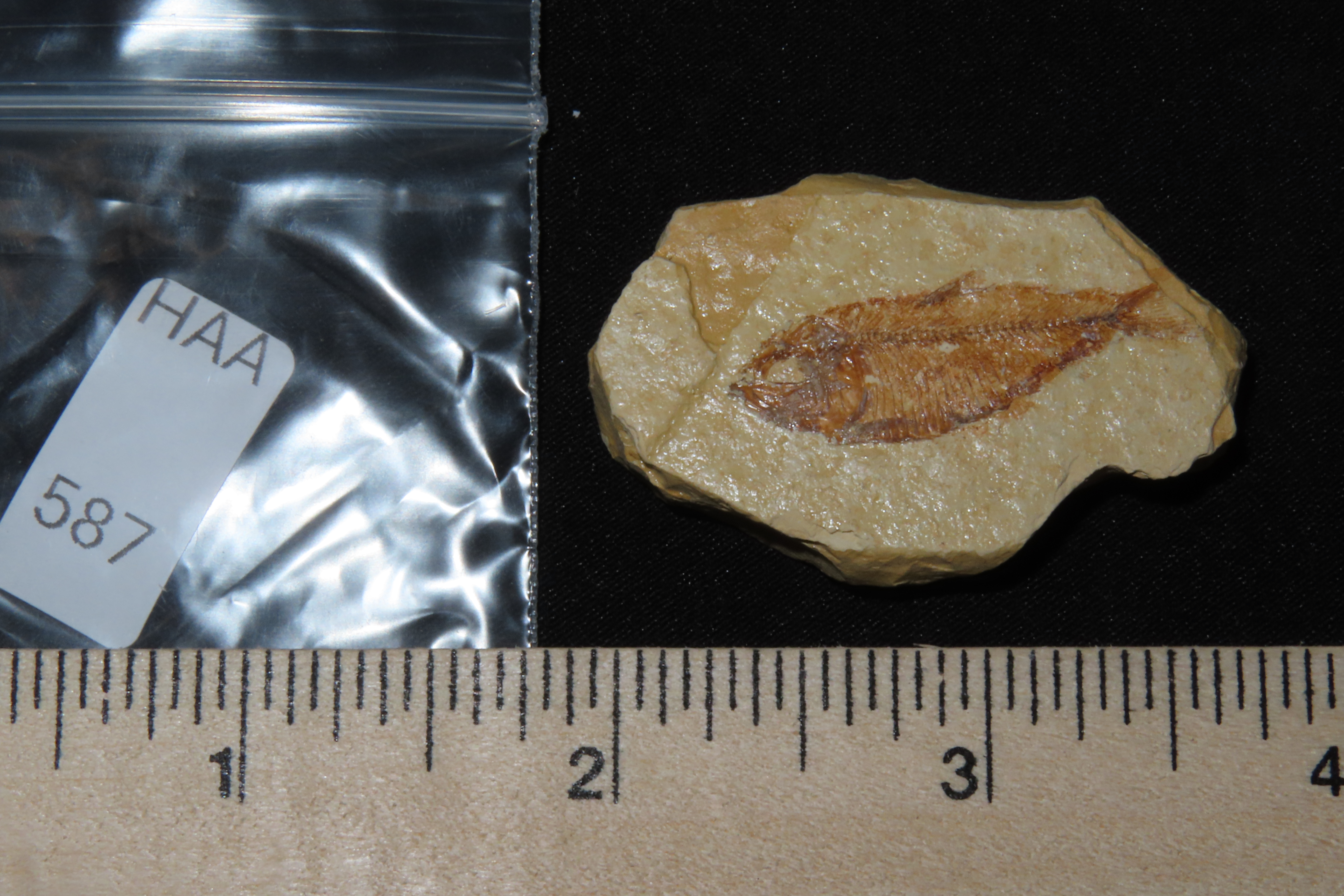 Very Detailed Fish Fossil (Diplomystus) from the Green River Formation in Wyoming, 50 Million Years old! Amazing Example!