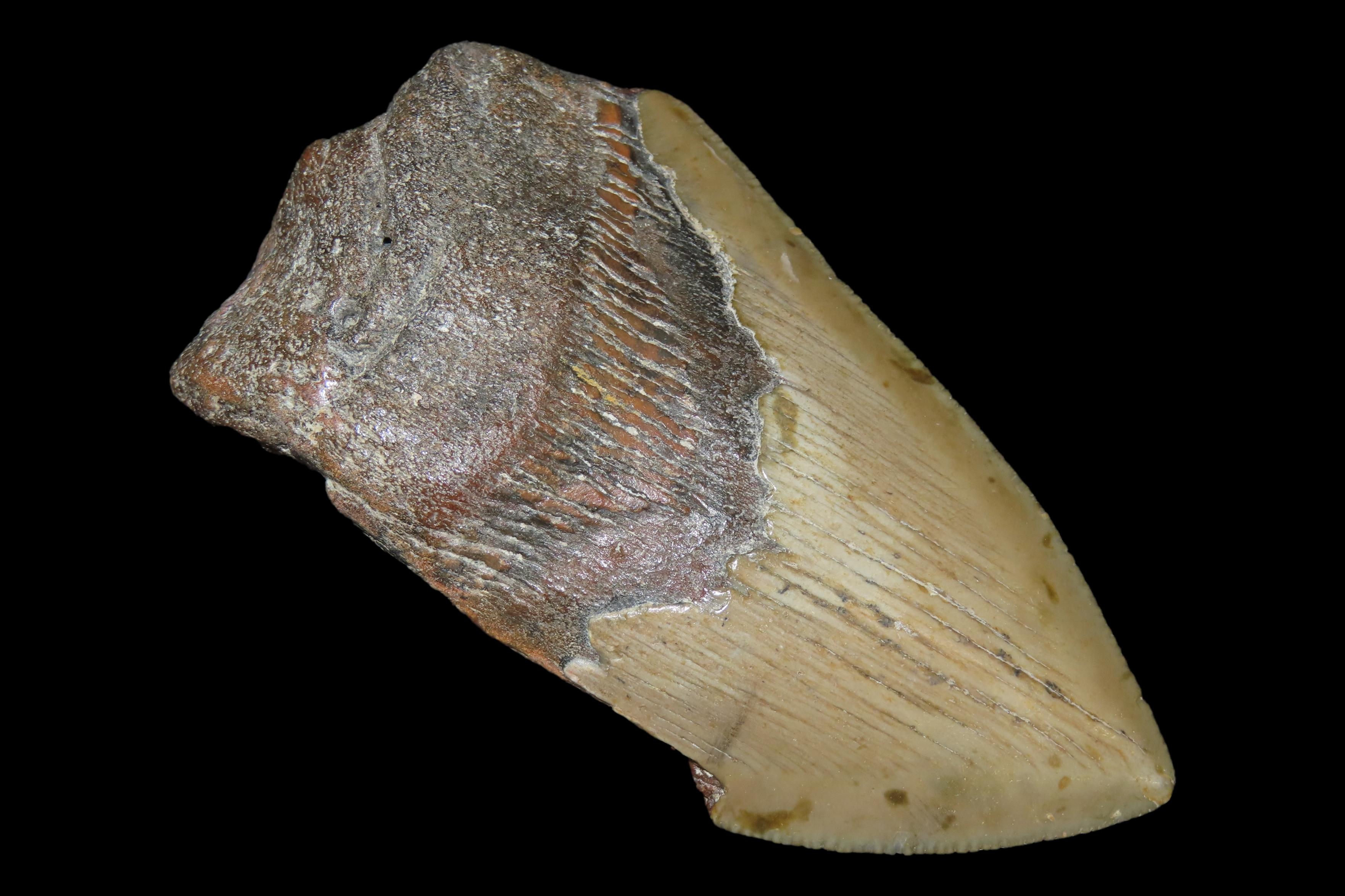 Large 3 7/8" Megalodon Shark Tooth, 2.5-23 Million Year Old Fossil found off the coast of the Carolinas. No Repair, No Resto, No Polishing. 