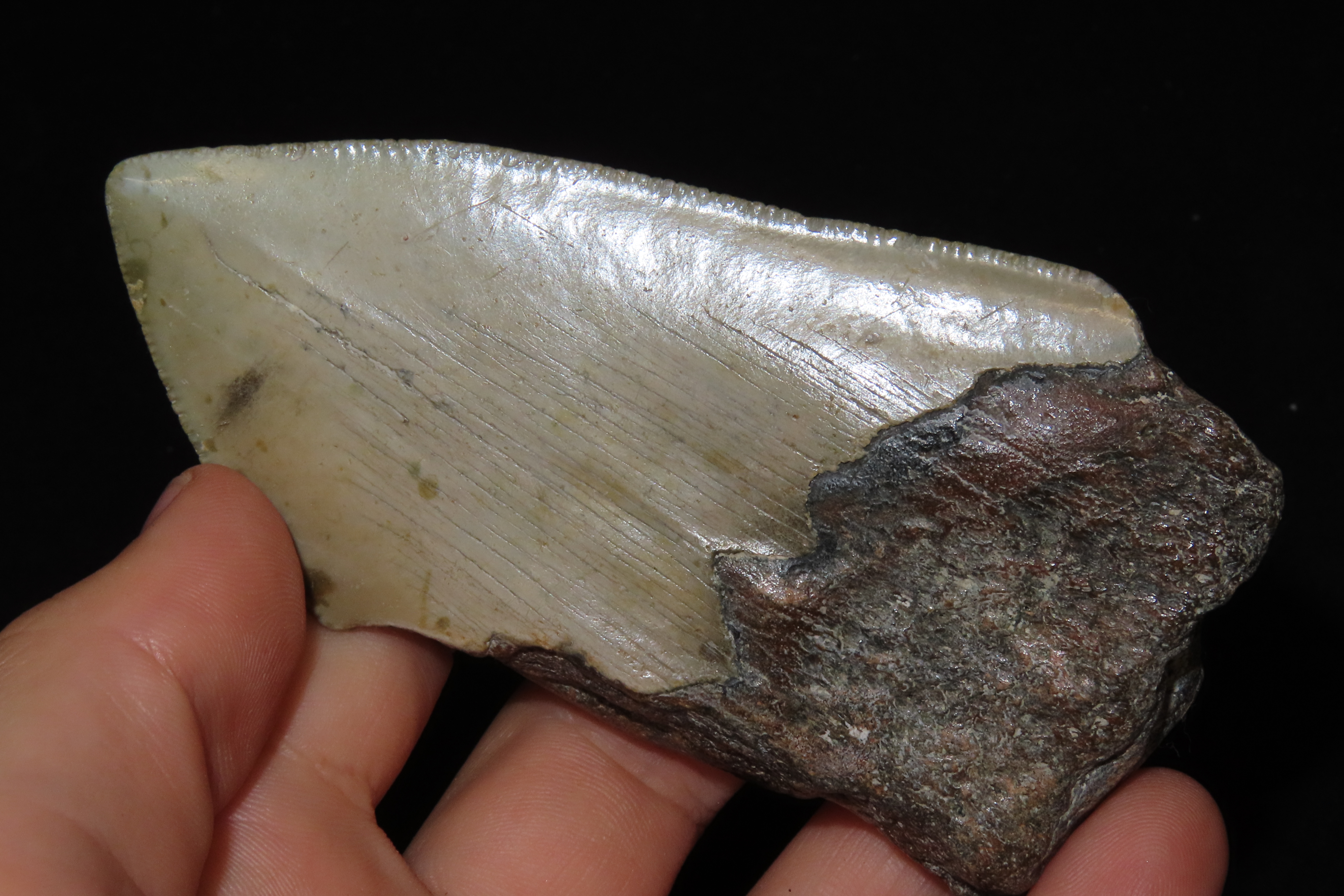 Large 3 7/8" Megalodon Shark Tooth, 2.5-23 Million Year Old Fossil found off the coast of the Carolinas. No Repair, No Resto, No Polishing. 