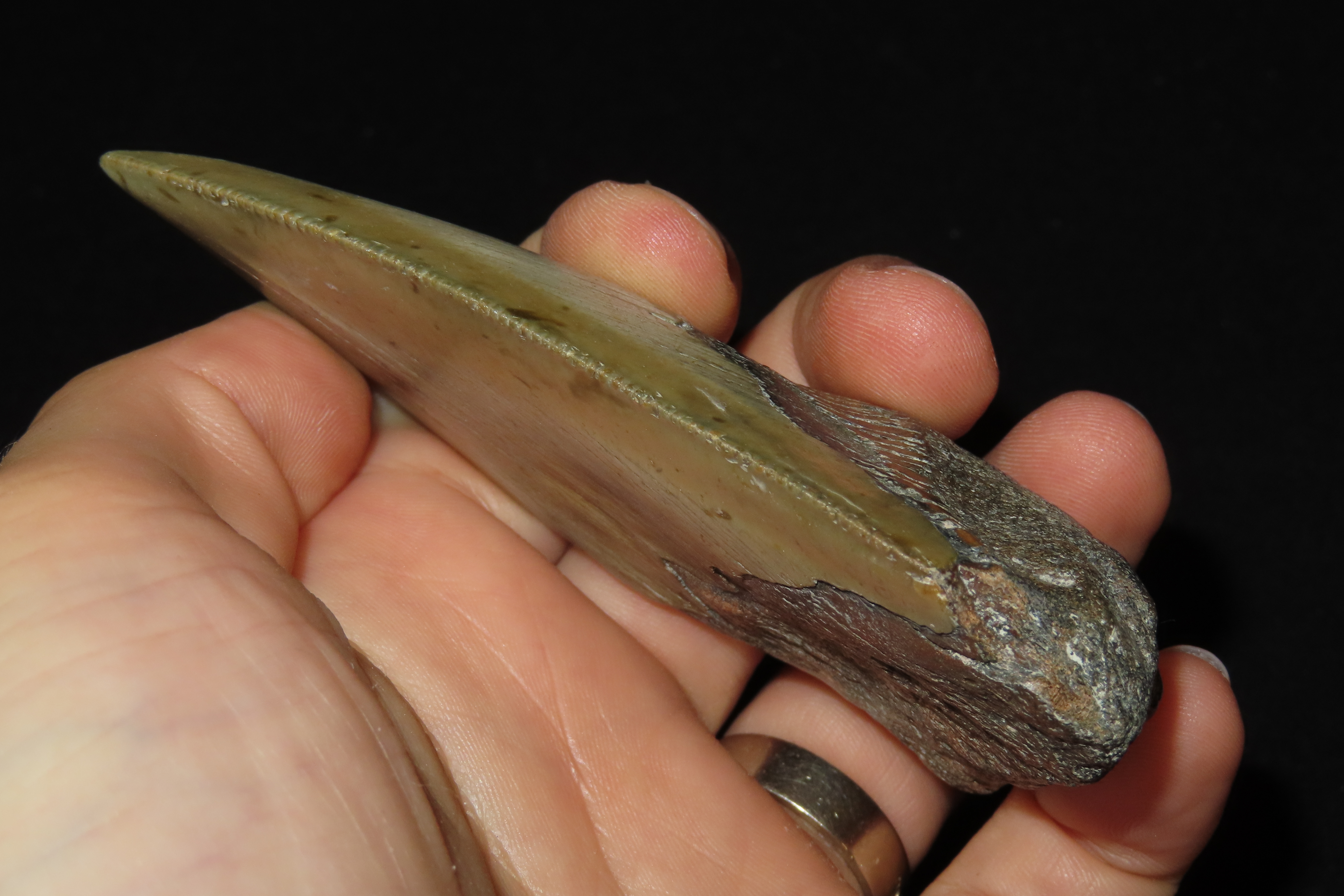 Large 3 7/8" Megalodon Shark Tooth, 2.5-23 Million Year Old Fossil found off the coast of the Carolinas. No Repair, No Resto, No Polishing. 