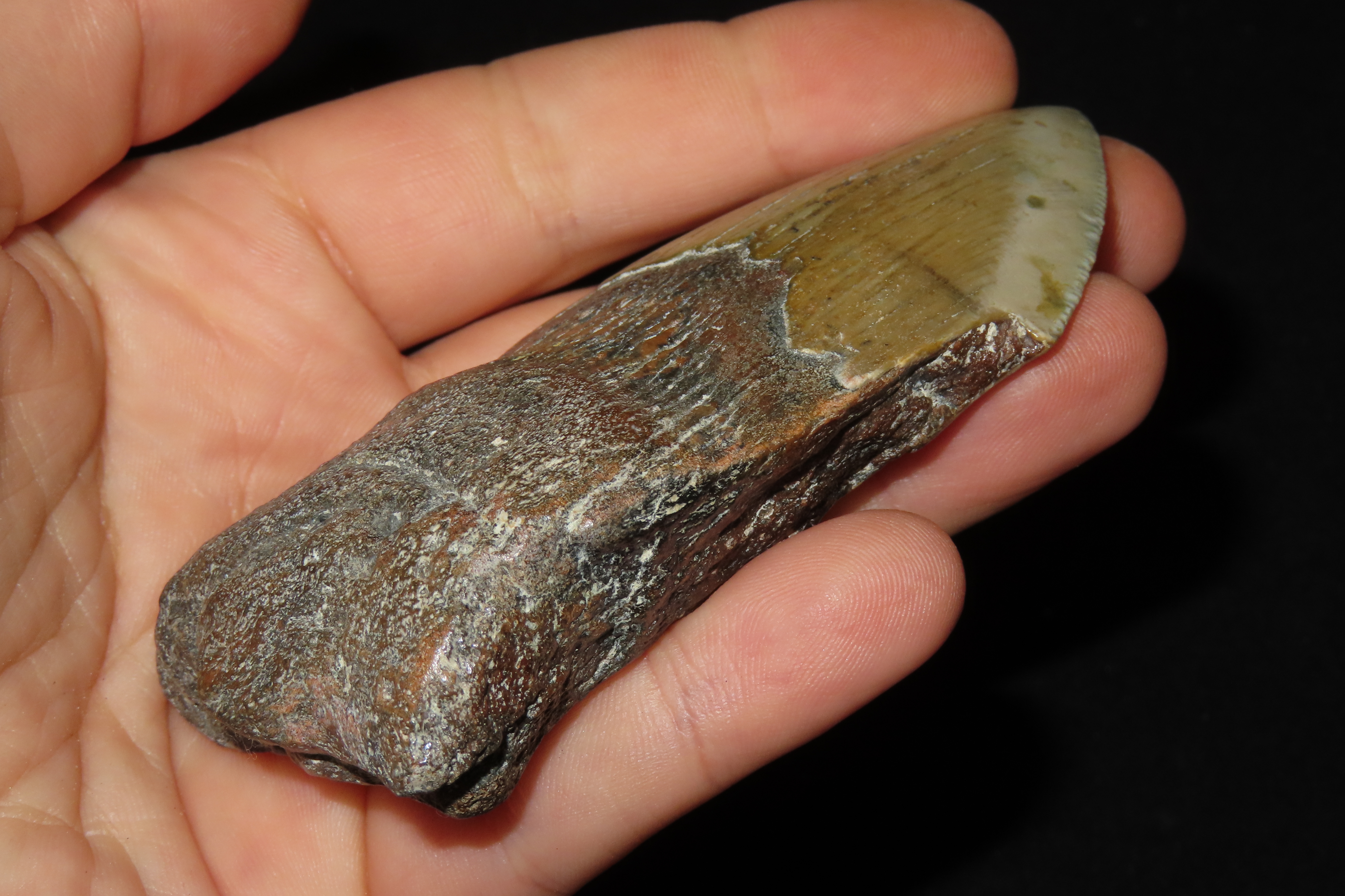 Large 3 7/8" Megalodon Shark Tooth, 2.5-23 Million Year Old Fossil found off the coast of the Carolinas. No Repair, No Resto, No Polishing. 