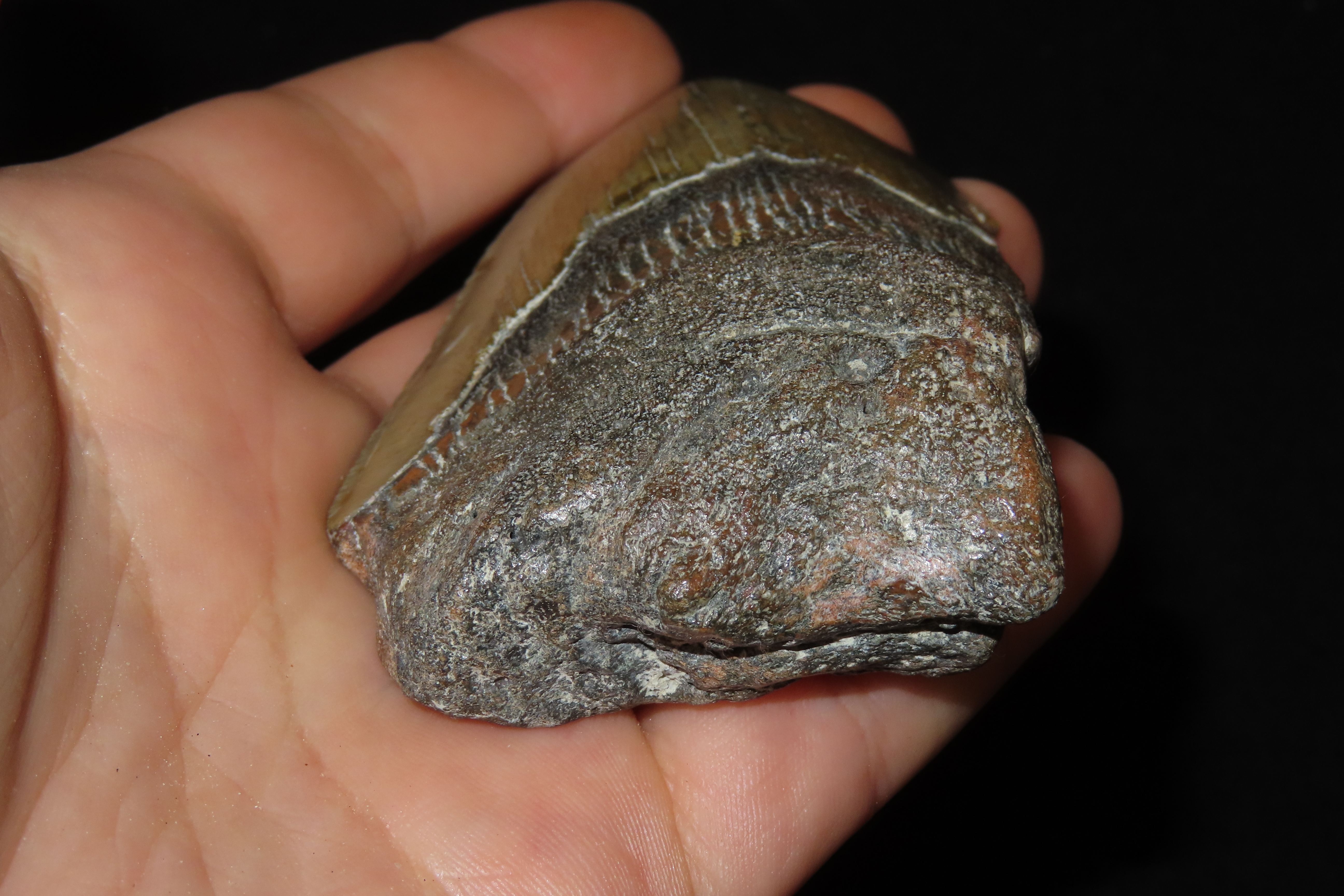 Large 3 7/8" Megalodon Shark Tooth, 2.5-23 Million Year Old Fossil found off the coast of the Carolinas. No Repair, No Resto, No Polishing. 