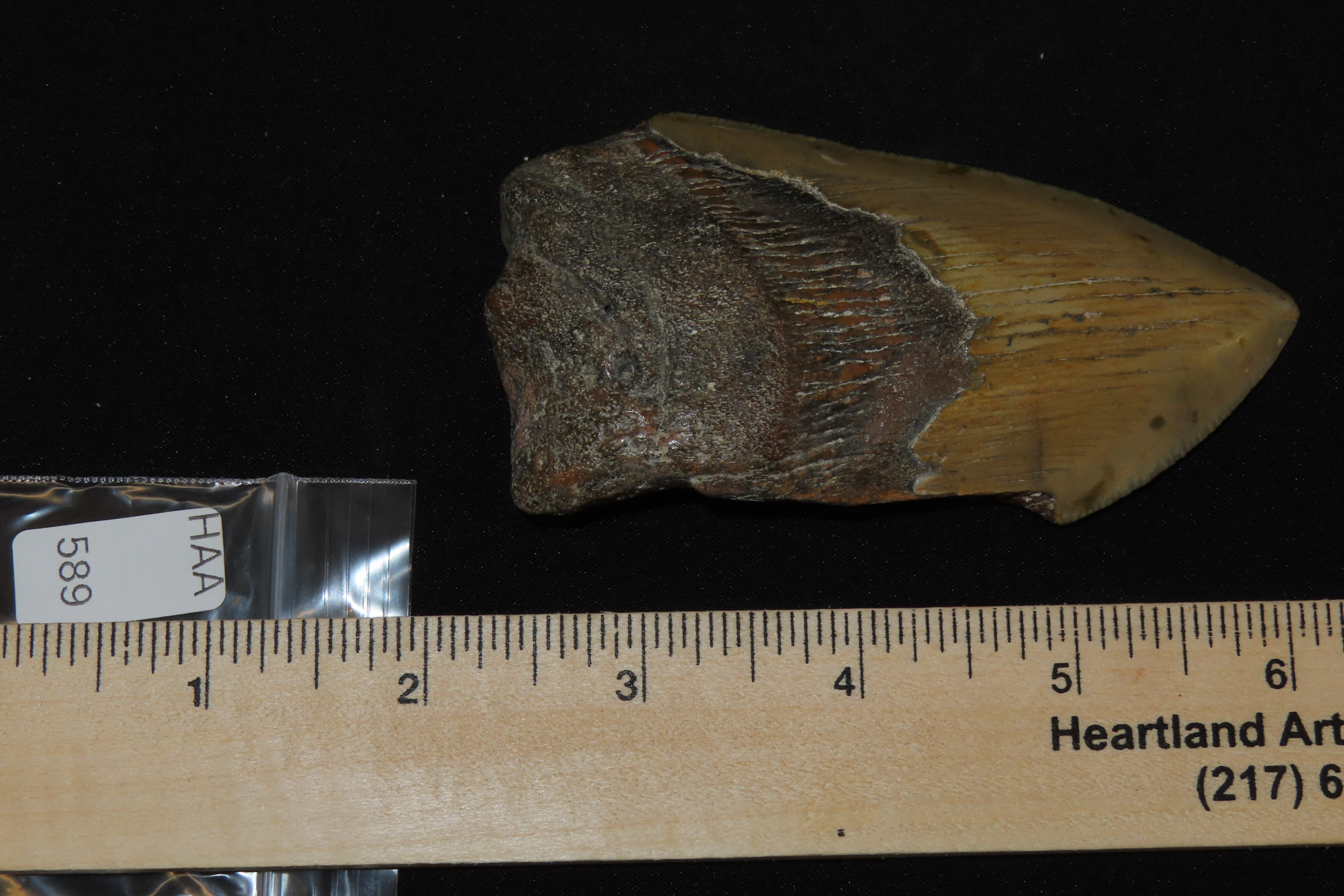 Large 3 7/8" Megalodon Shark Tooth, 2.5-23 Million Year Old Fossil found off the coast of the Carolinas. No Repair, No Resto, No Polishing. 