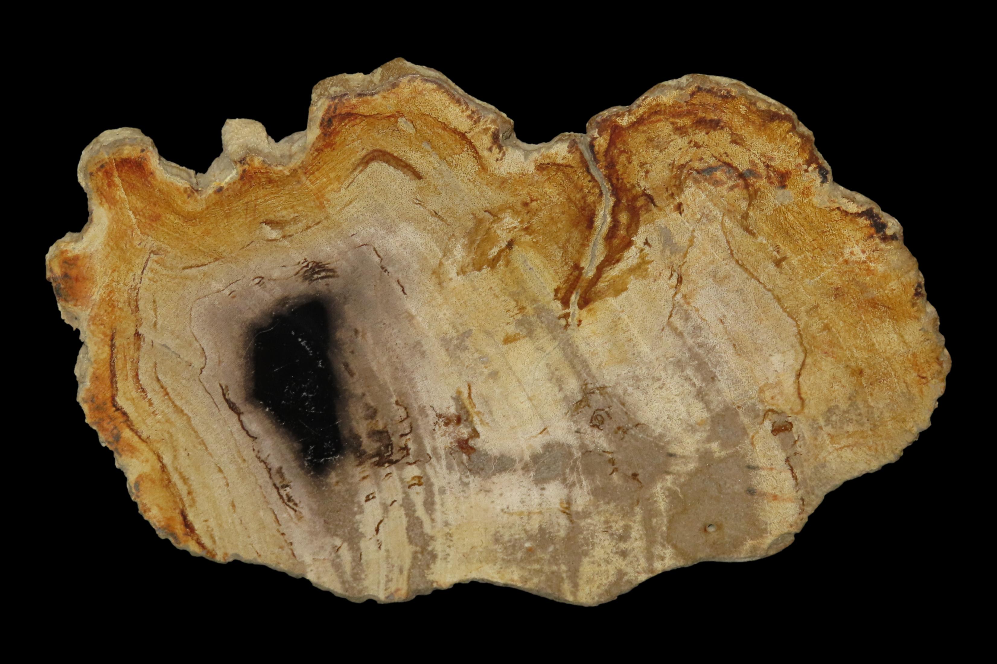 Large Colorful Polished Slab of Petrifeid Wood. Fully Polished on Both Sides, Beautiful Colorful Example.