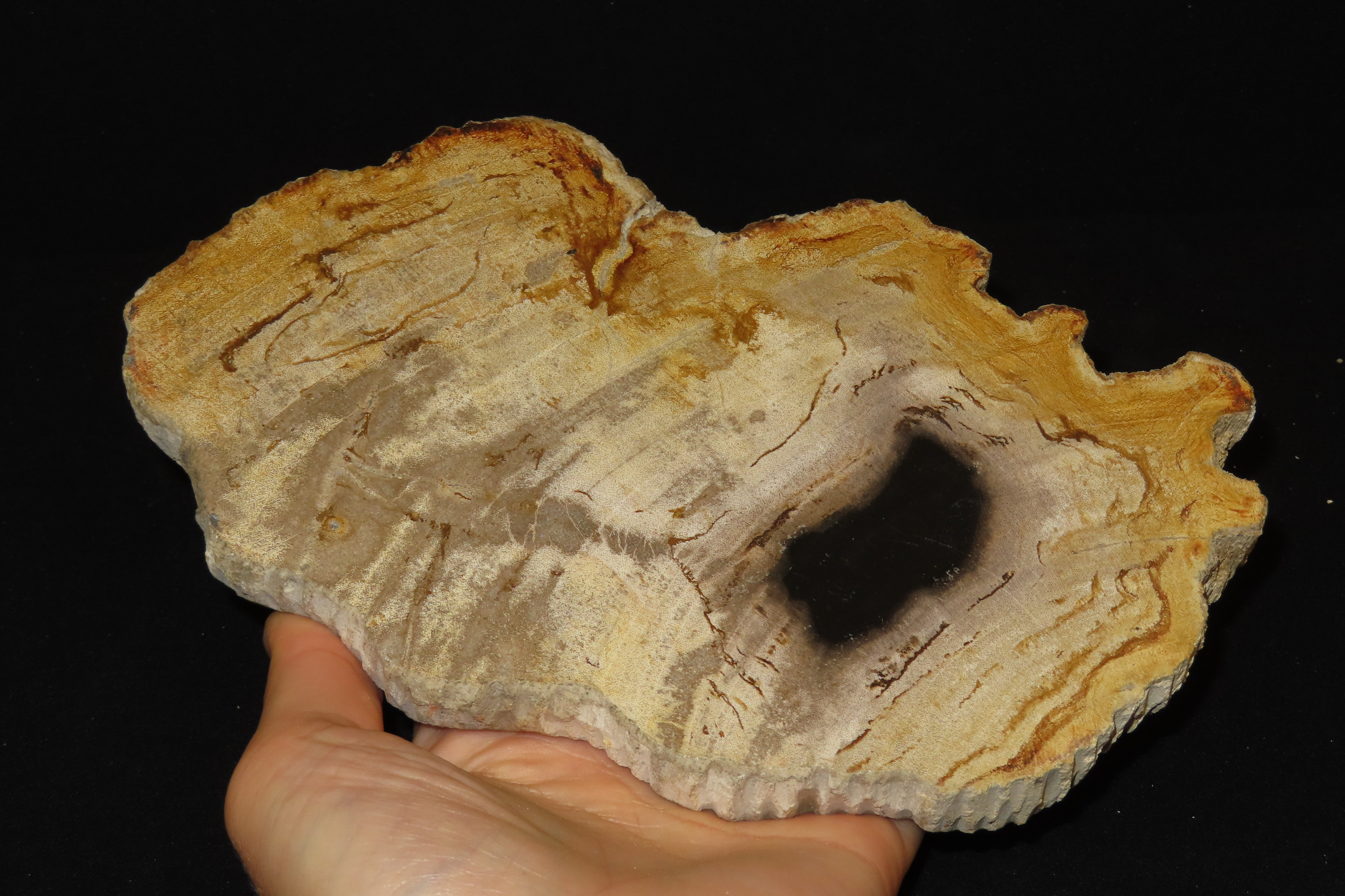 Large Colorful Polished Slab of Petrifeid Wood. Fully Polished on Both Sides, Beautiful Colorful Example.
