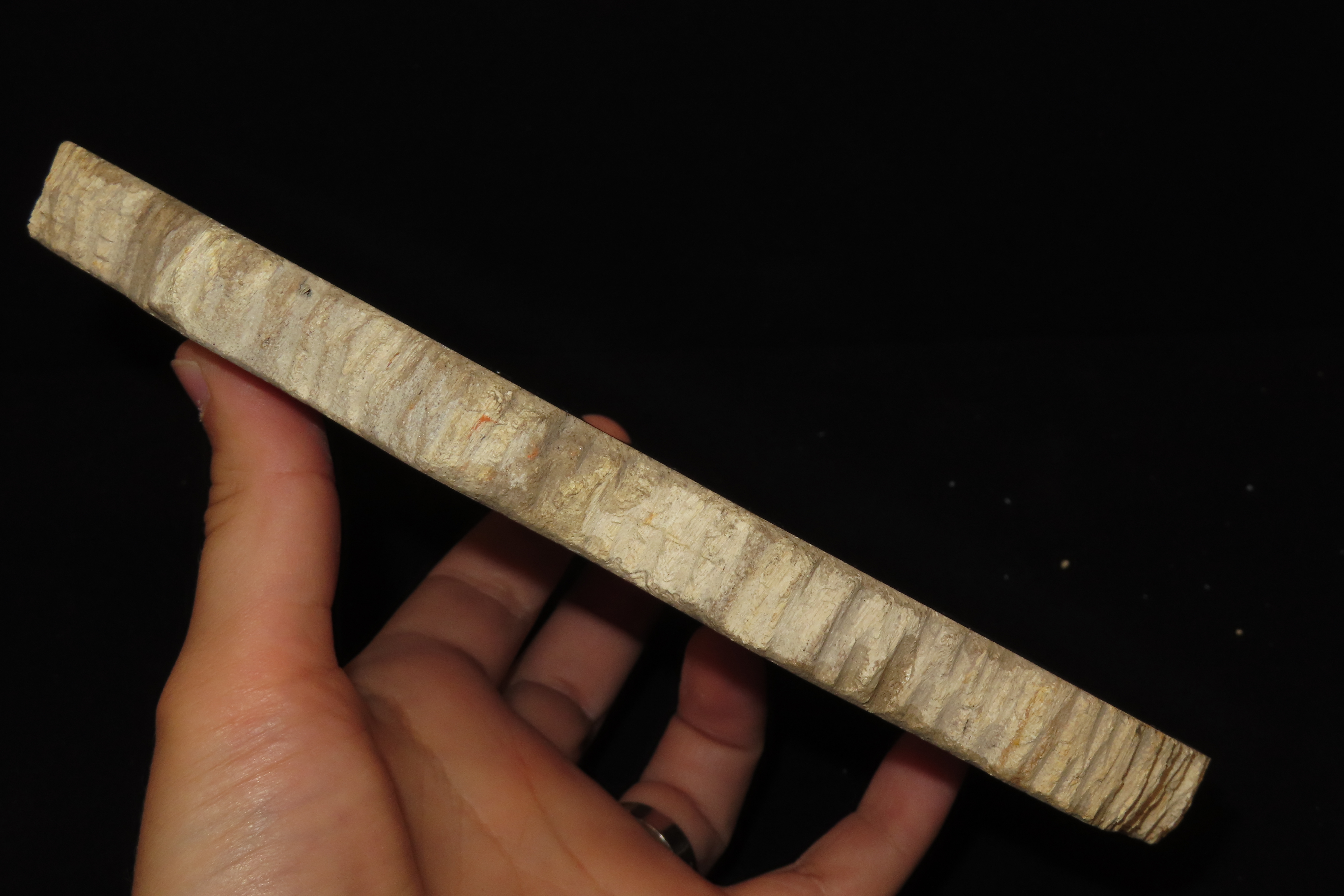 Large Colorful Polished Slab of Petrifeid Wood. Fully Polished on Both Sides, Beautiful Colorful Example.