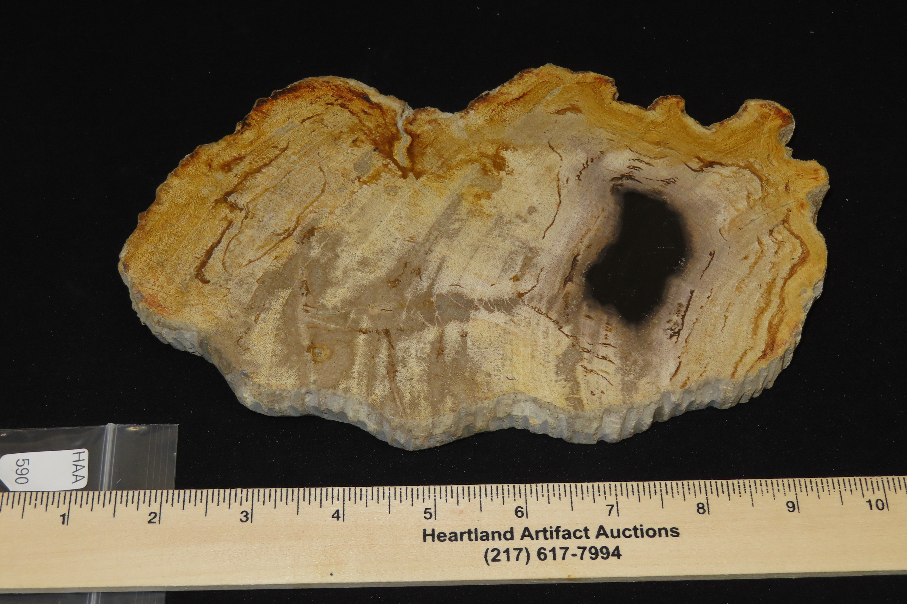 Large Colorful Polished Slab of Petrifeid Wood. Fully Polished on Both Sides, Beautiful Colorful Example.