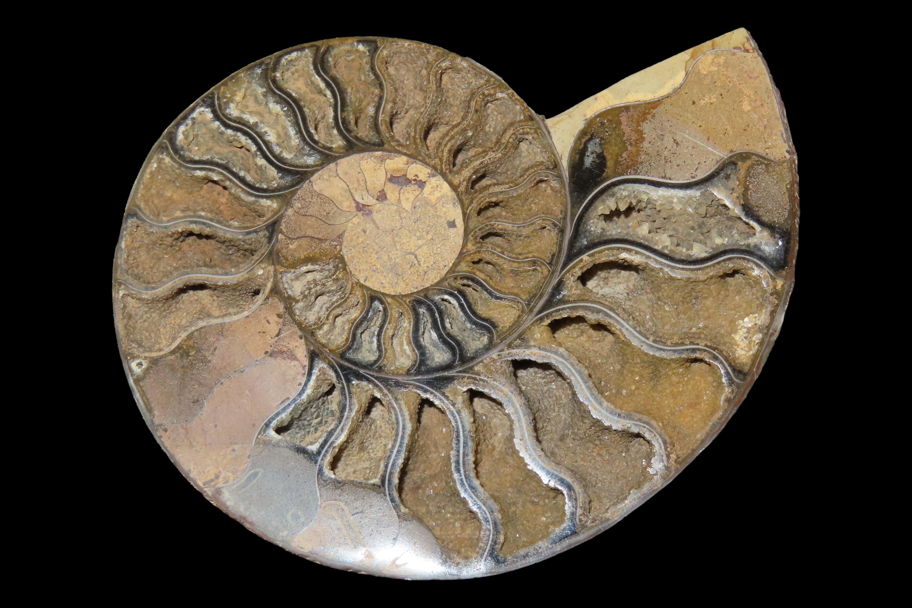 Huge 5 1/2" Cut Ammonite Fossil, Amazing Colors, Highly Polished Example.