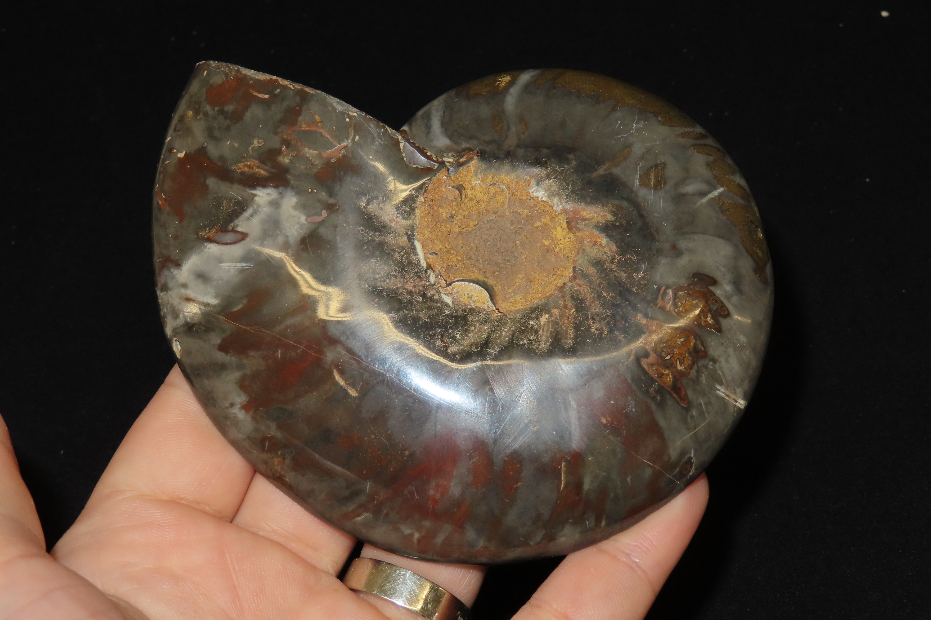 Huge 5 1/2" Cut Ammonite Fossil, Amazing Colors, Highly Polished Example.