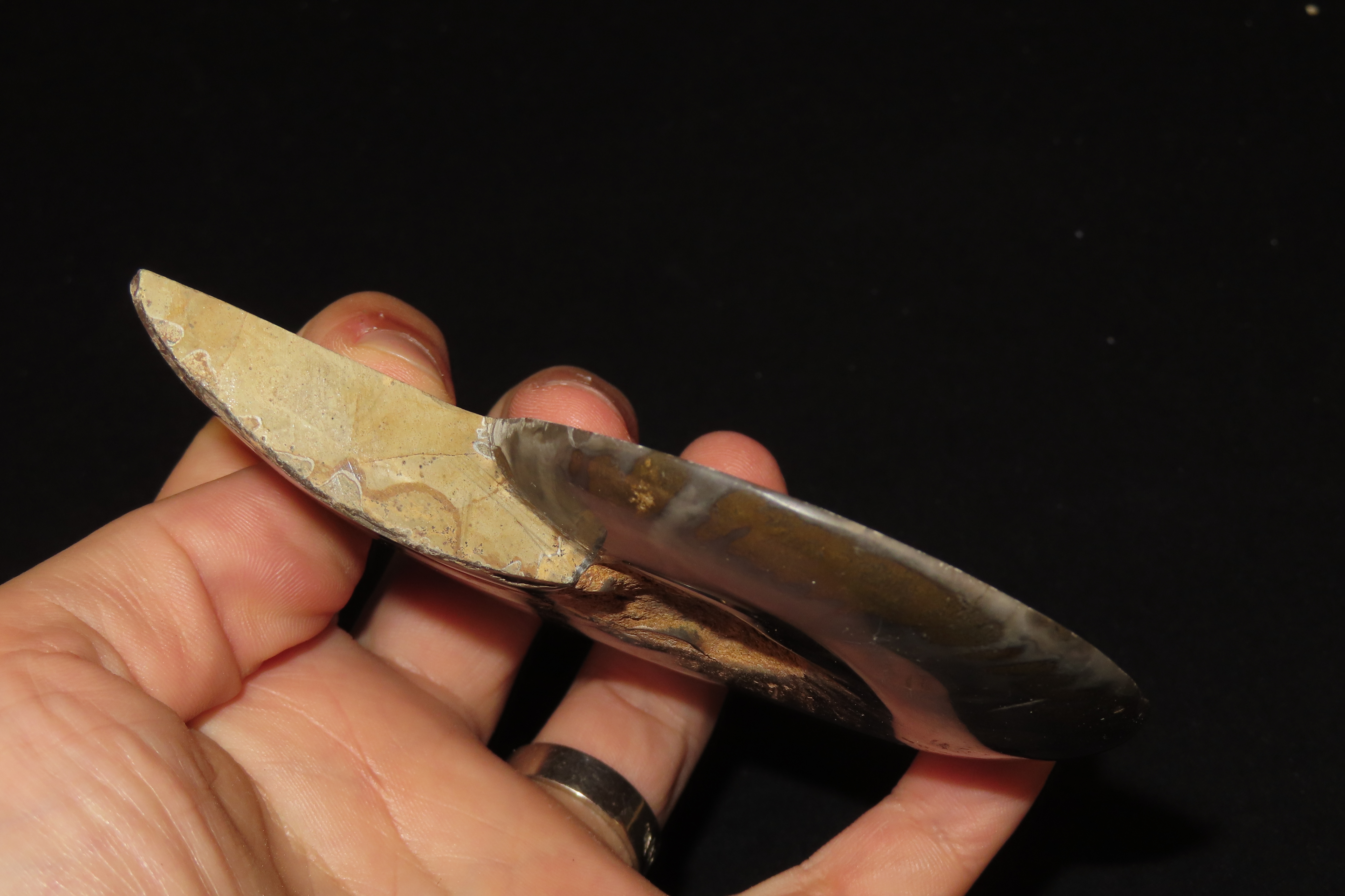 Huge 5 1/2" Cut Ammonite Fossil, Amazing Colors, Highly Polished Example.