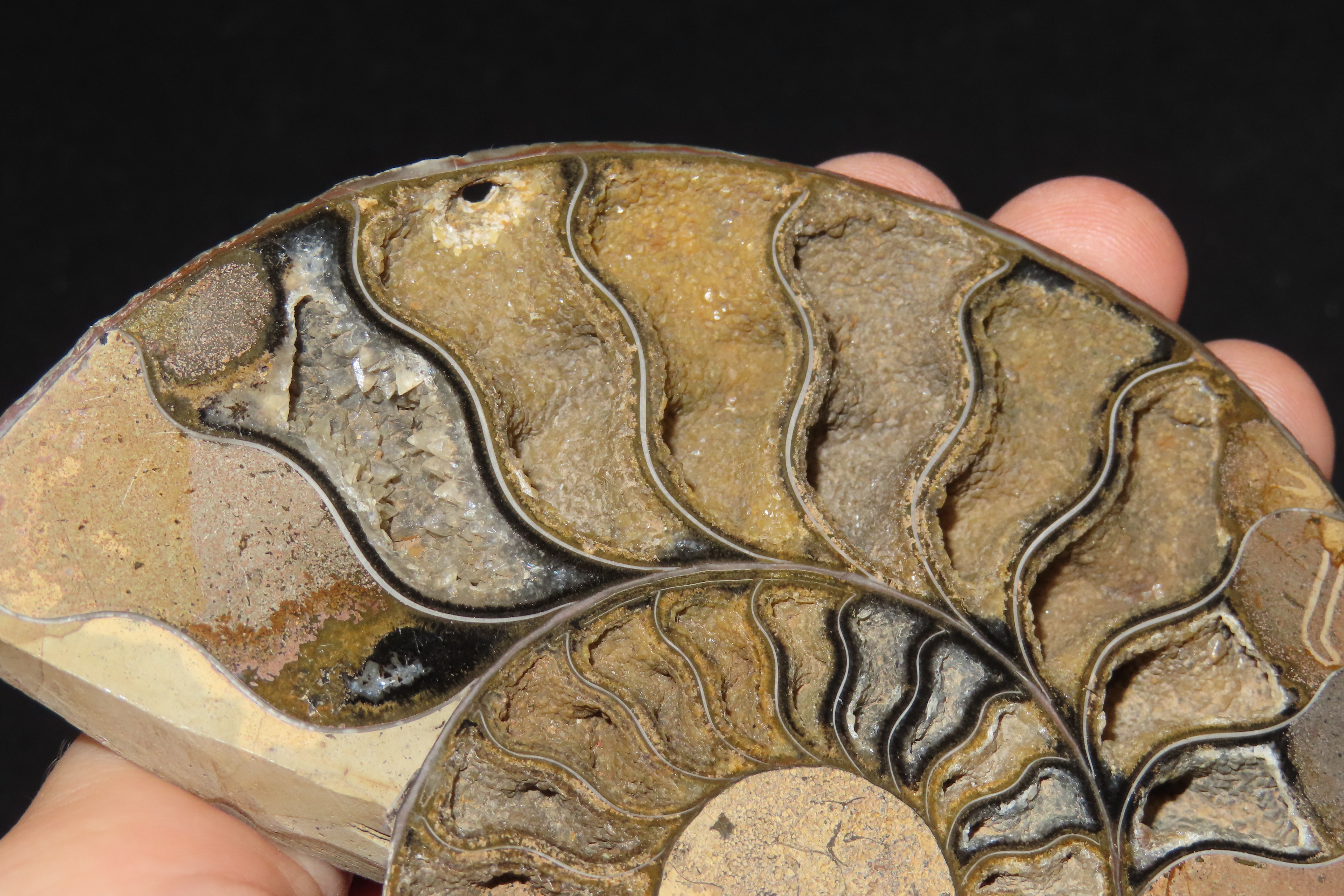 Huge 5 1/2" Cut Ammonite Fossil, Amazing Colors, Highly Polished Example.