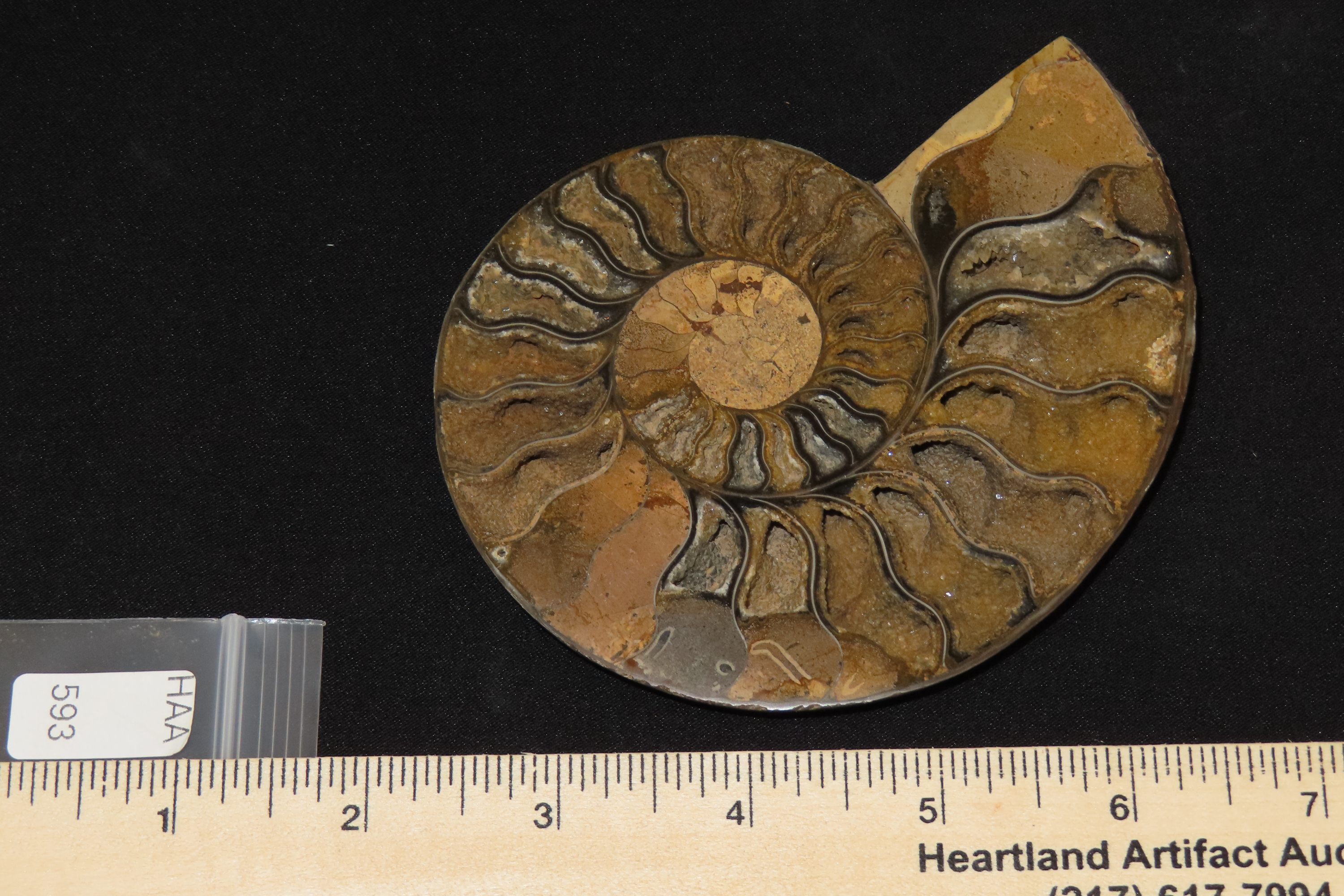 Huge 5 1/2" Cut Ammonite Fossil, Amazing Colors, Highly Polished Example.