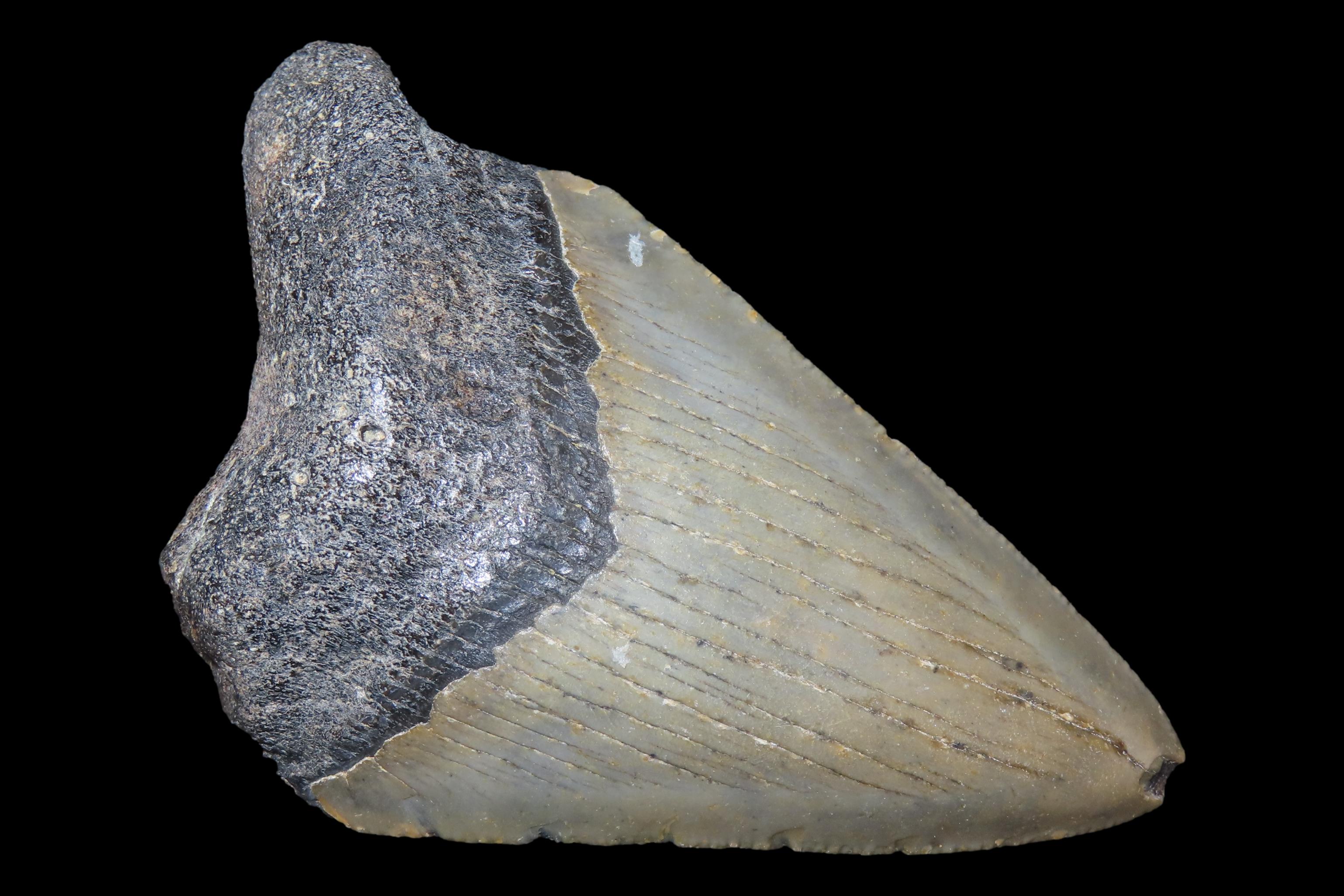 Large Megalodon Shark Tooth, 2.5-23 Million Year Old Fossil found off the coast of the Carolinas. No Repair, No Resto, No Polishing. Great E