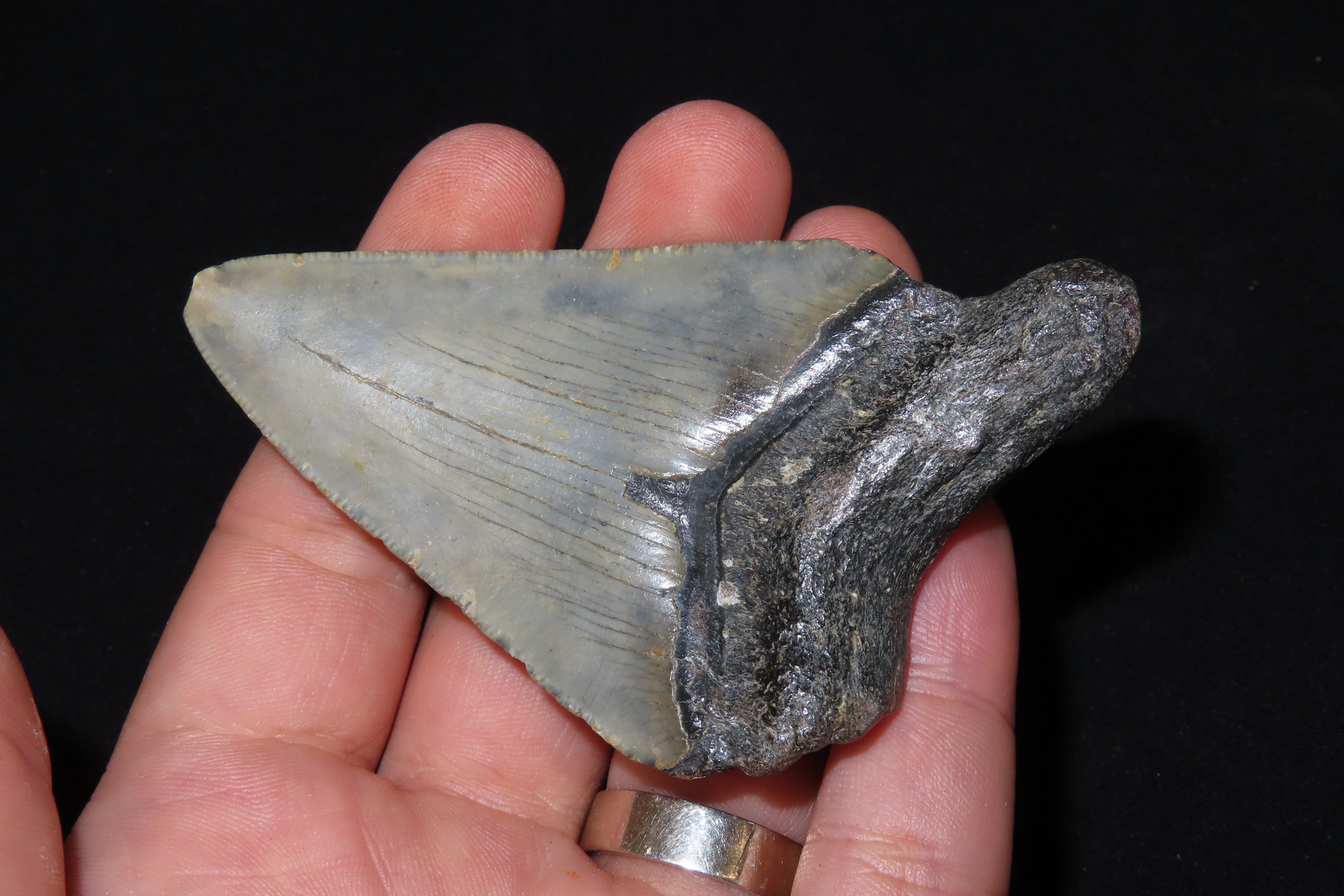 Large Megalodon Shark Tooth, 2.5-23 Million Year Old Fossil found off the coast of the Carolinas. No Repair, No Resto, No Polishing. Great E