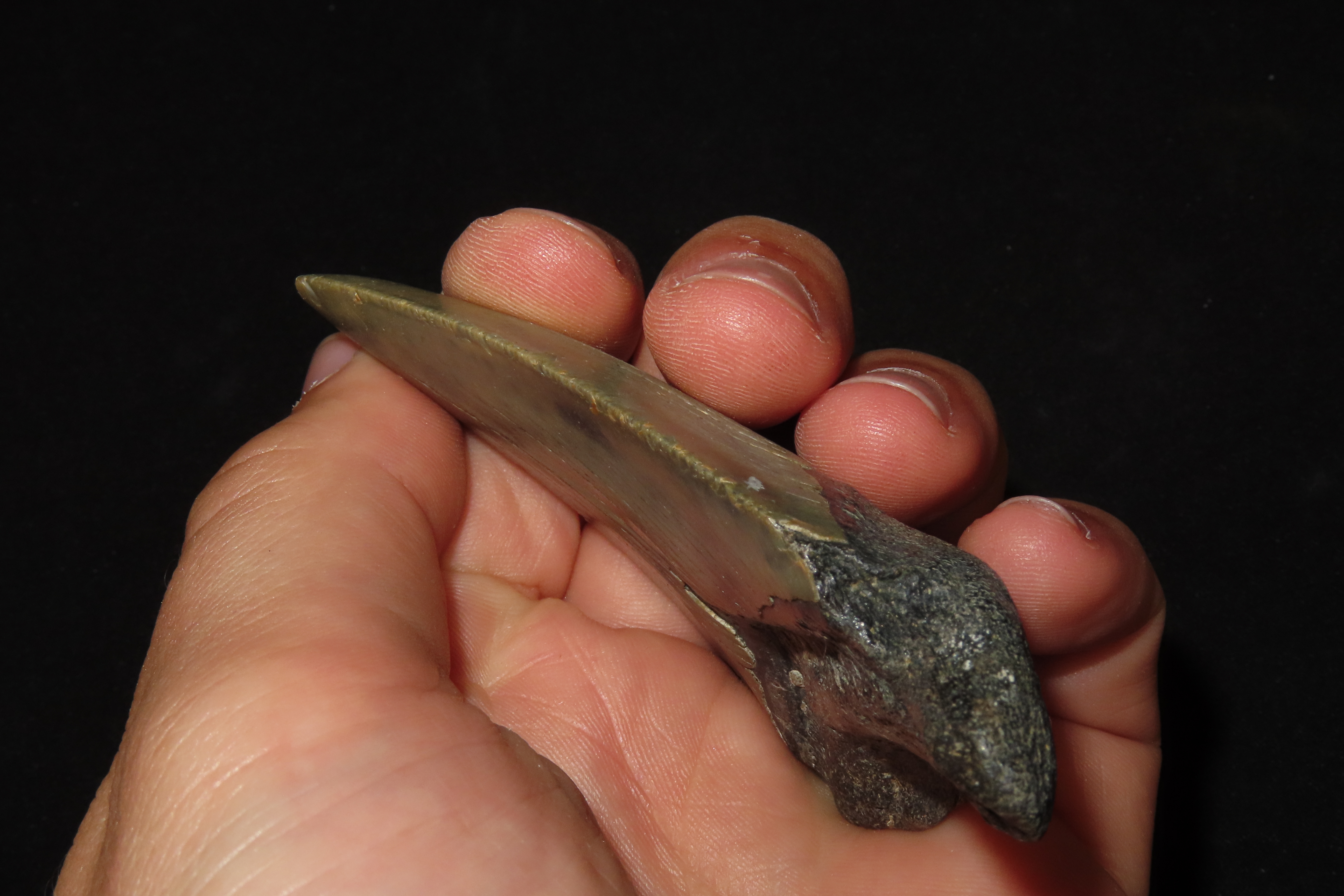 Large Megalodon Shark Tooth, 2.5-23 Million Year Old Fossil found off the coast of the Carolinas. No Repair, No Resto, No Polishing. Great E