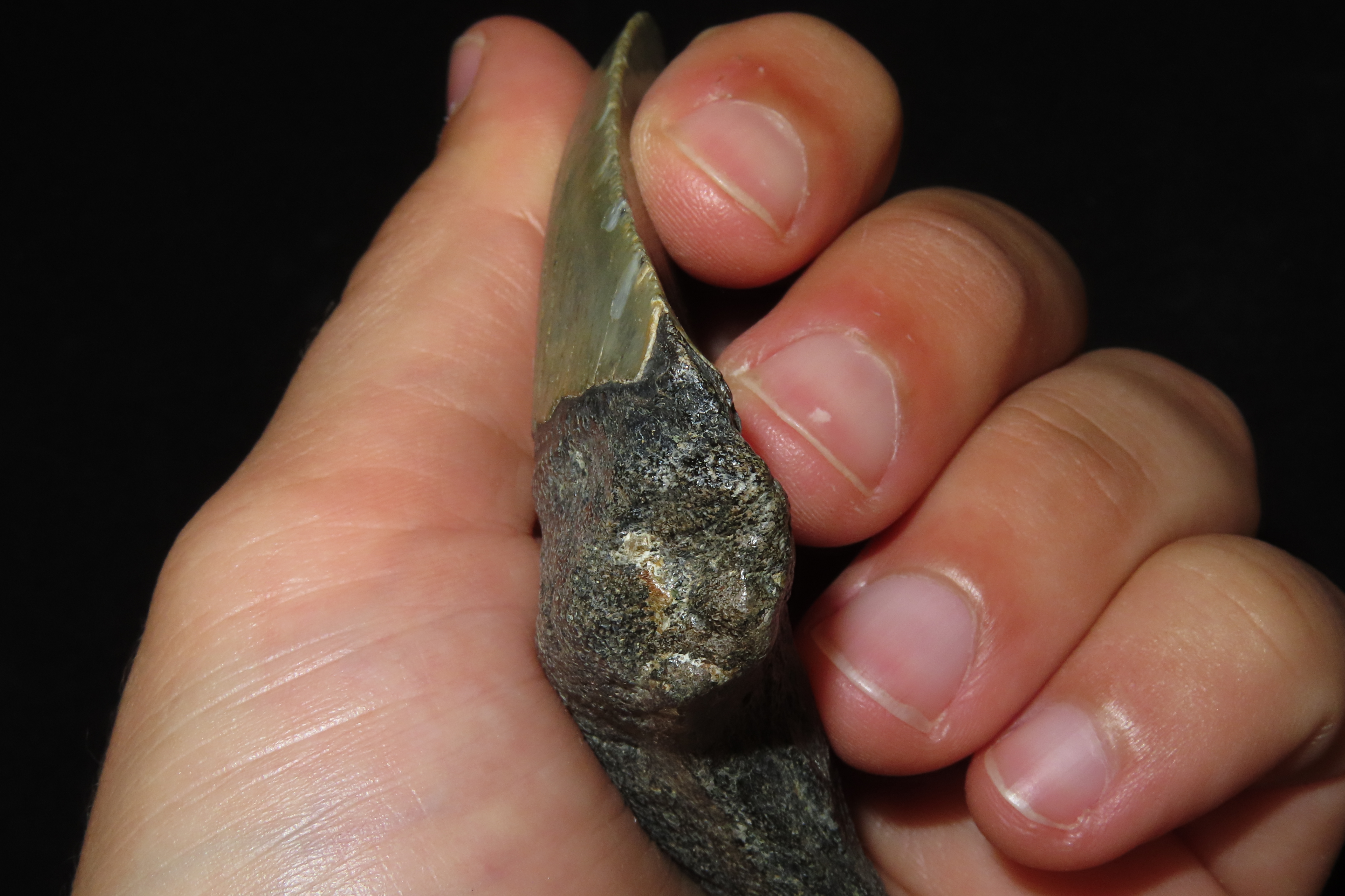 Large Megalodon Shark Tooth, 2.5-23 Million Year Old Fossil found off the coast of the Carolinas. No Repair, No Resto, No Polishing. Great E