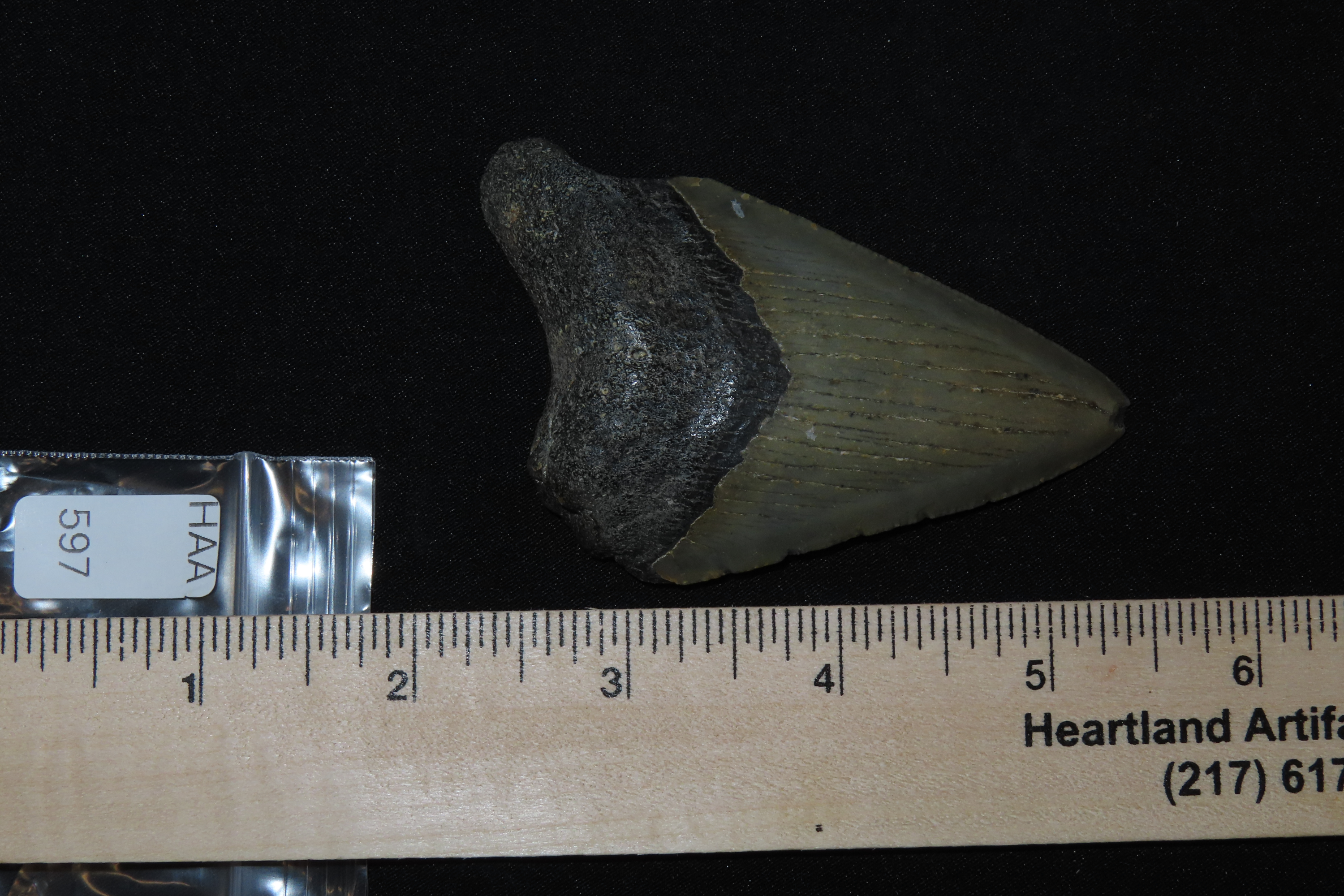 Large Megalodon Shark Tooth, 2.5-23 Million Year Old Fossil found off the coast of the Carolinas. No Repair, No Resto, No Polishing. Great E