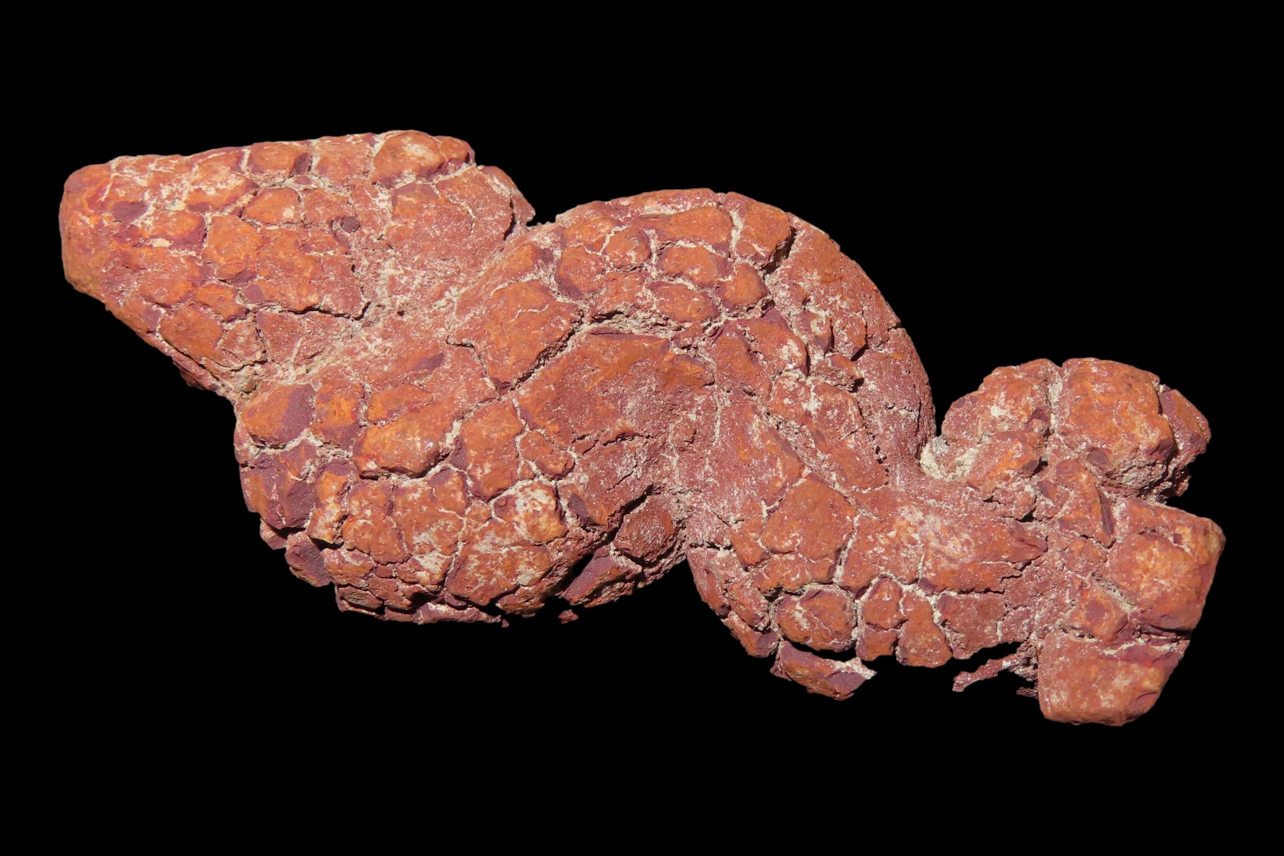 Large Dinosaur Poop Fossil, Coprolite, Appr. 100 Million Years old Fossilized Dino Dung, Great Well Formed Example!