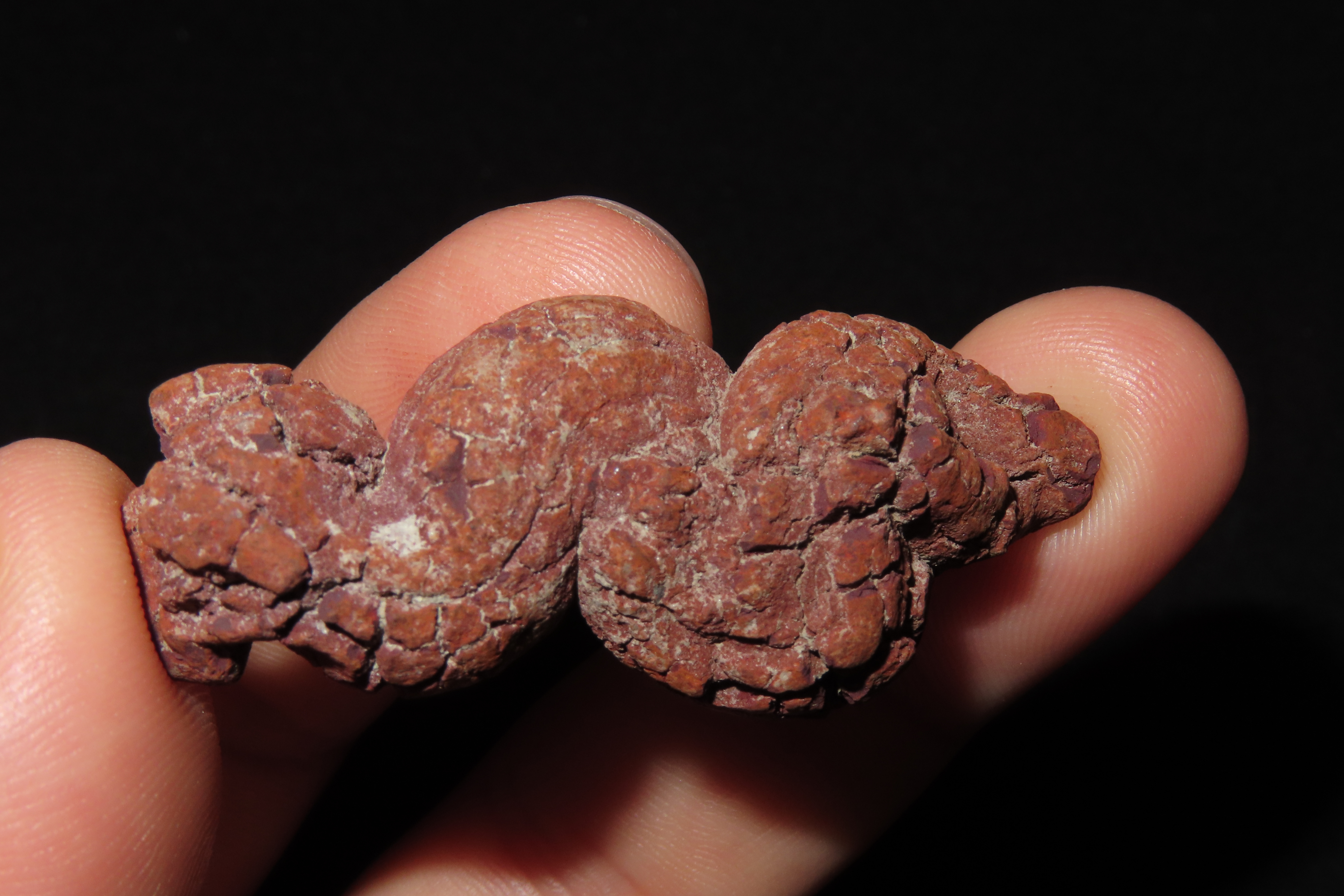 Large Dinosaur Poop Fossil, Coprolite, Appr. 100 Million Years old Fossilized Dino Dung, Great Well Formed Example!