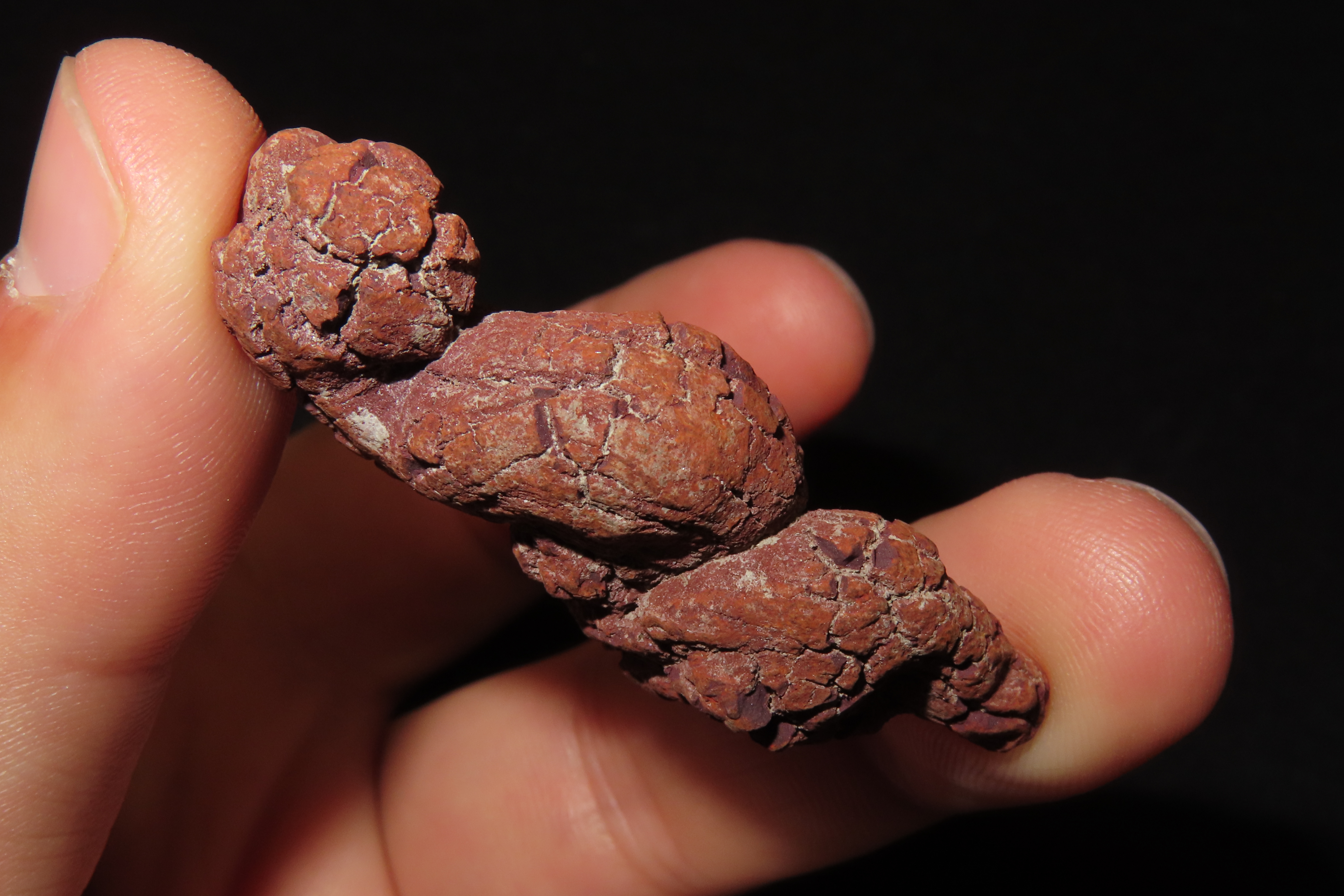 Large Dinosaur Poop Fossil, Coprolite, Appr. 100 Million Years old Fossilized Dino Dung, Great Well Formed Example!