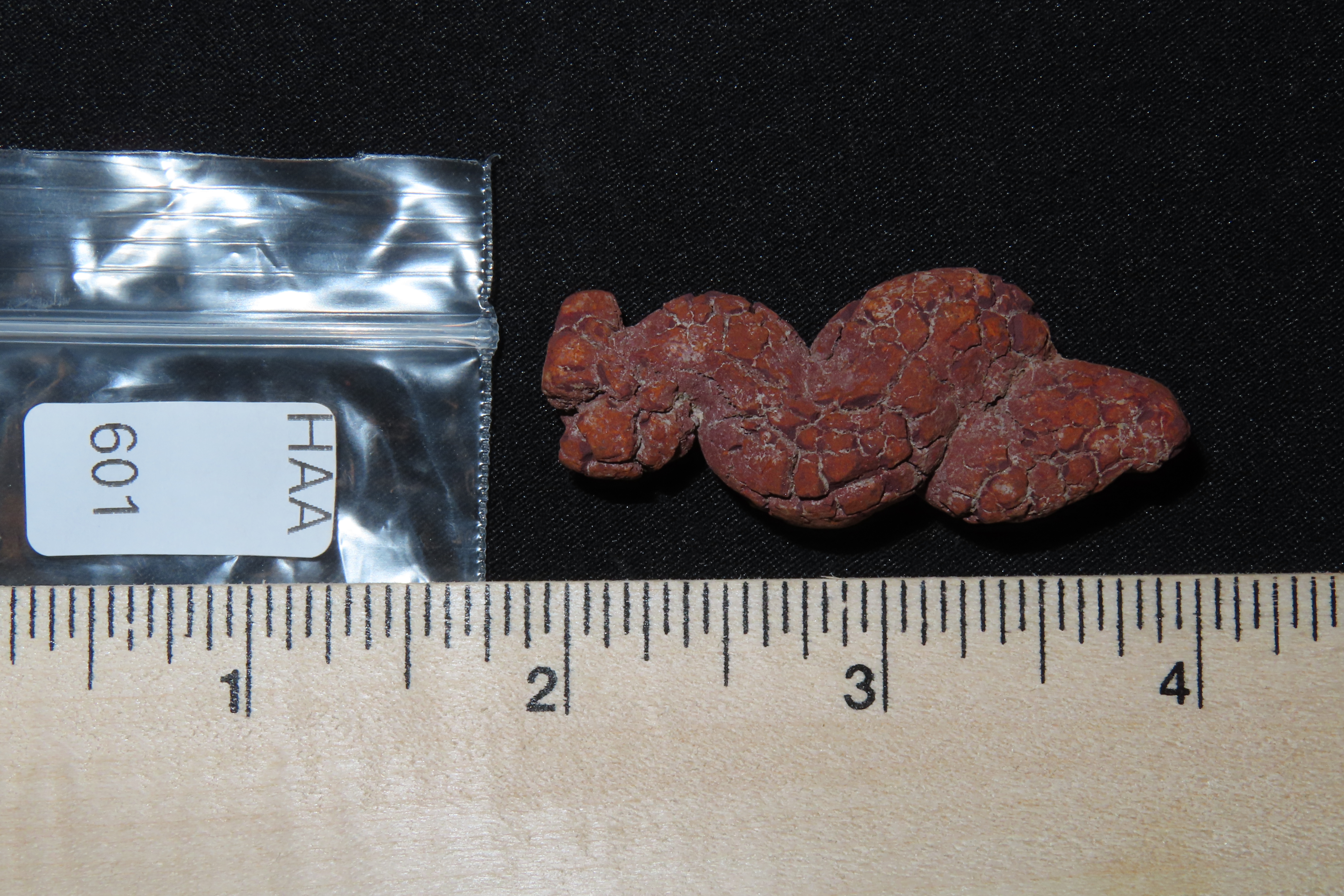 Large Dinosaur Poop Fossil, Coprolite, Appr. 100 Million Years old Fossilized Dino Dung, Great Well Formed Example!