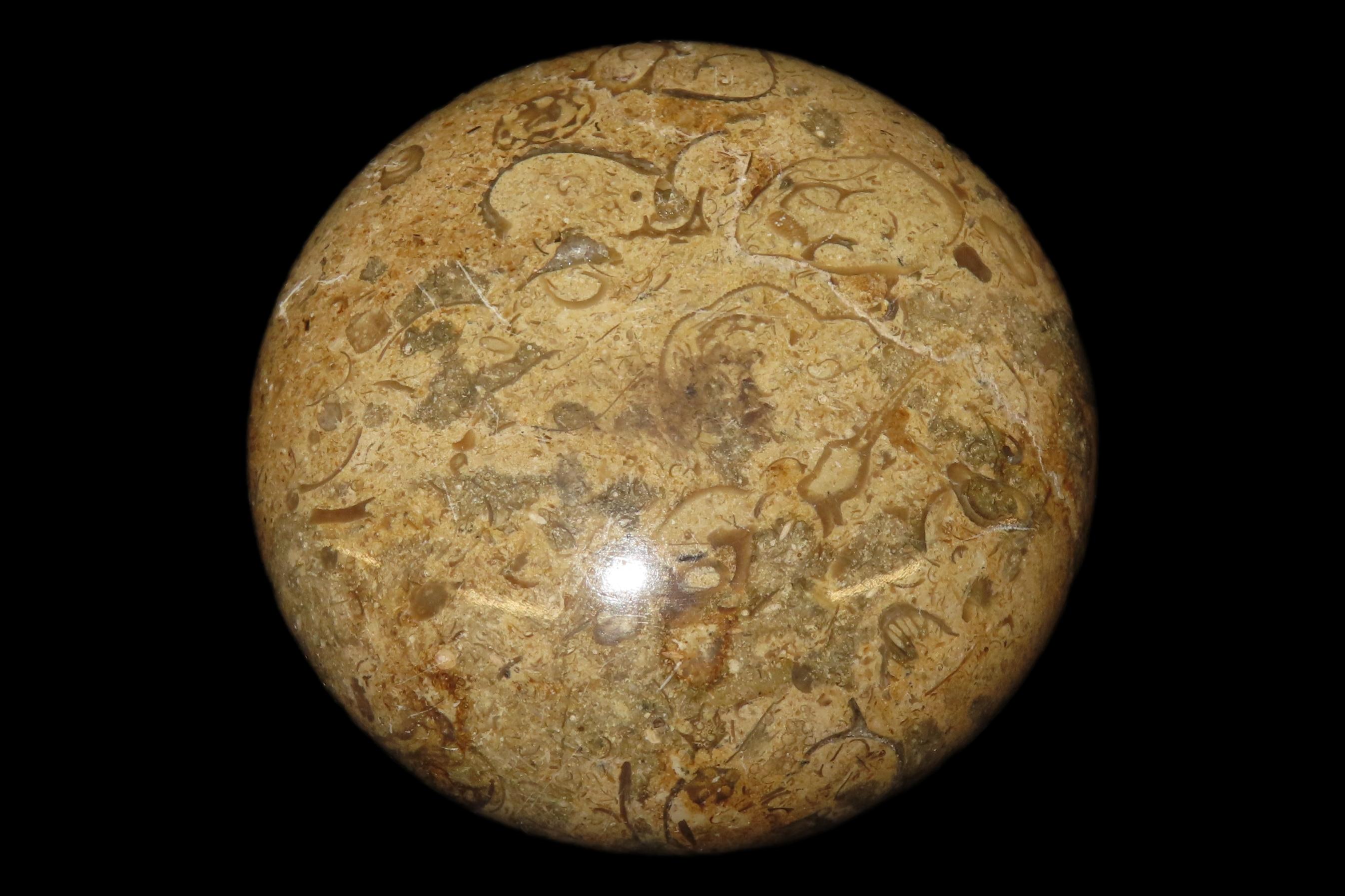 Highly Polished 3" Round Fossil Coral paperweight.