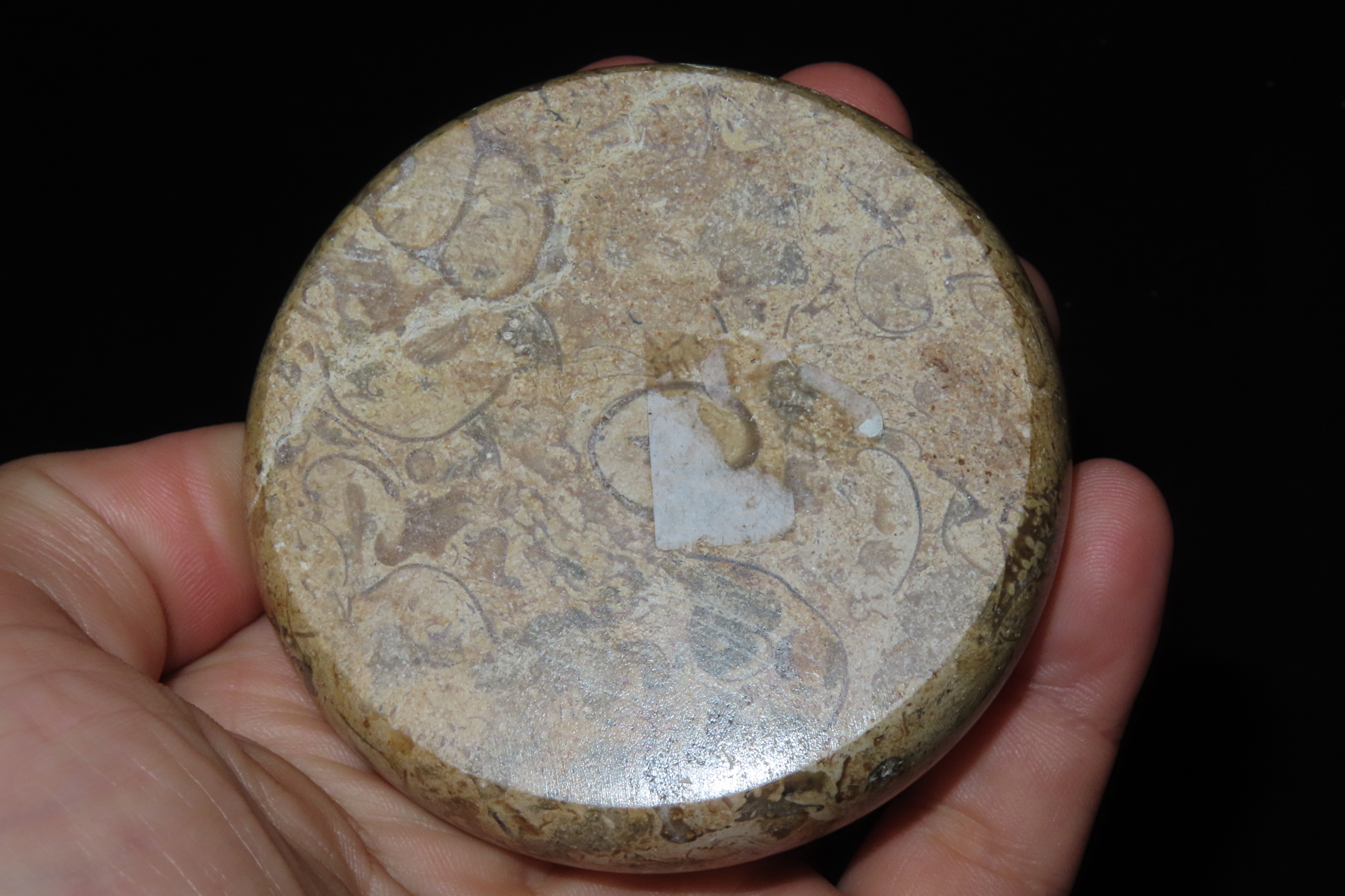 Highly Polished 3" Round Fossil Coral paperweight.