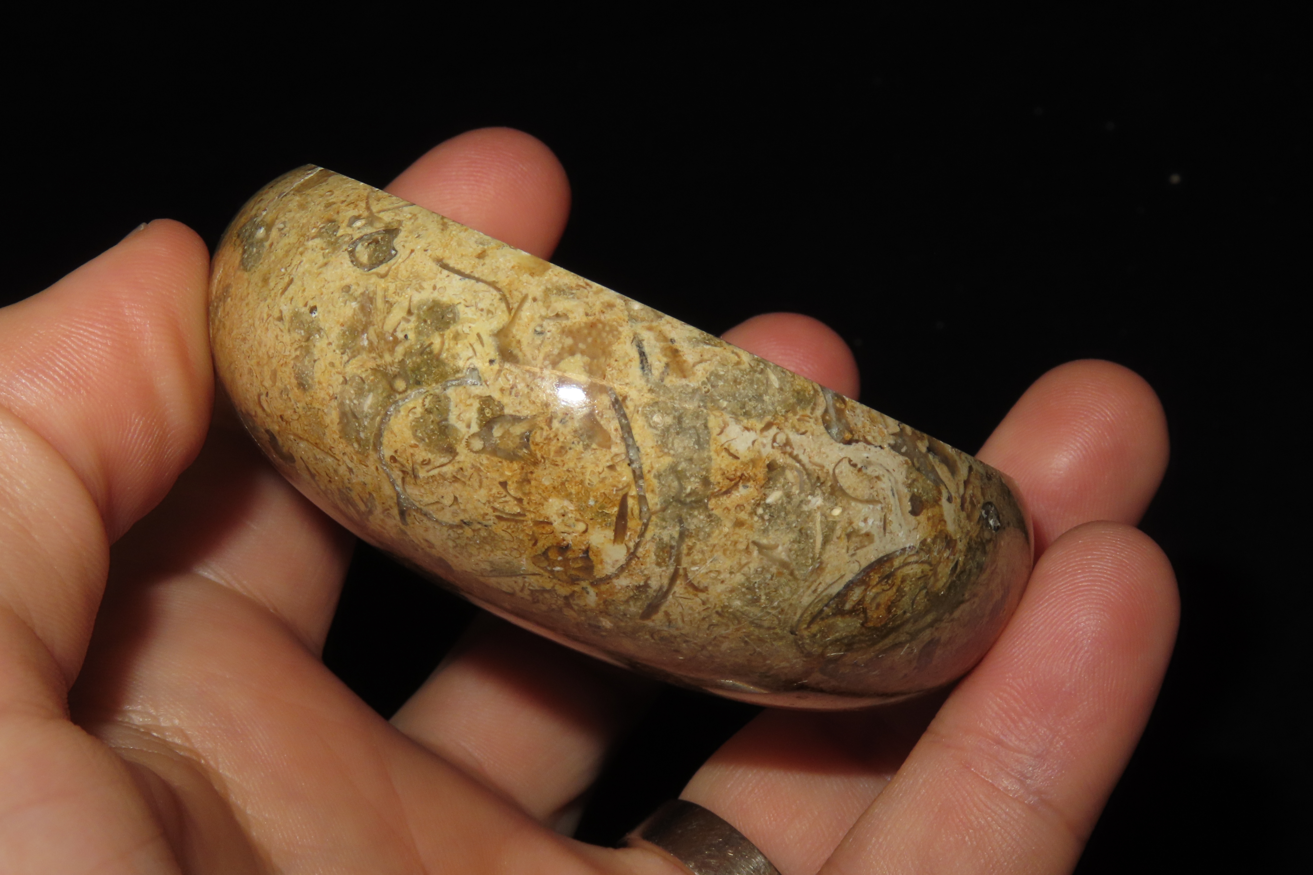 Highly Polished 3" Round Fossil Coral paperweight.