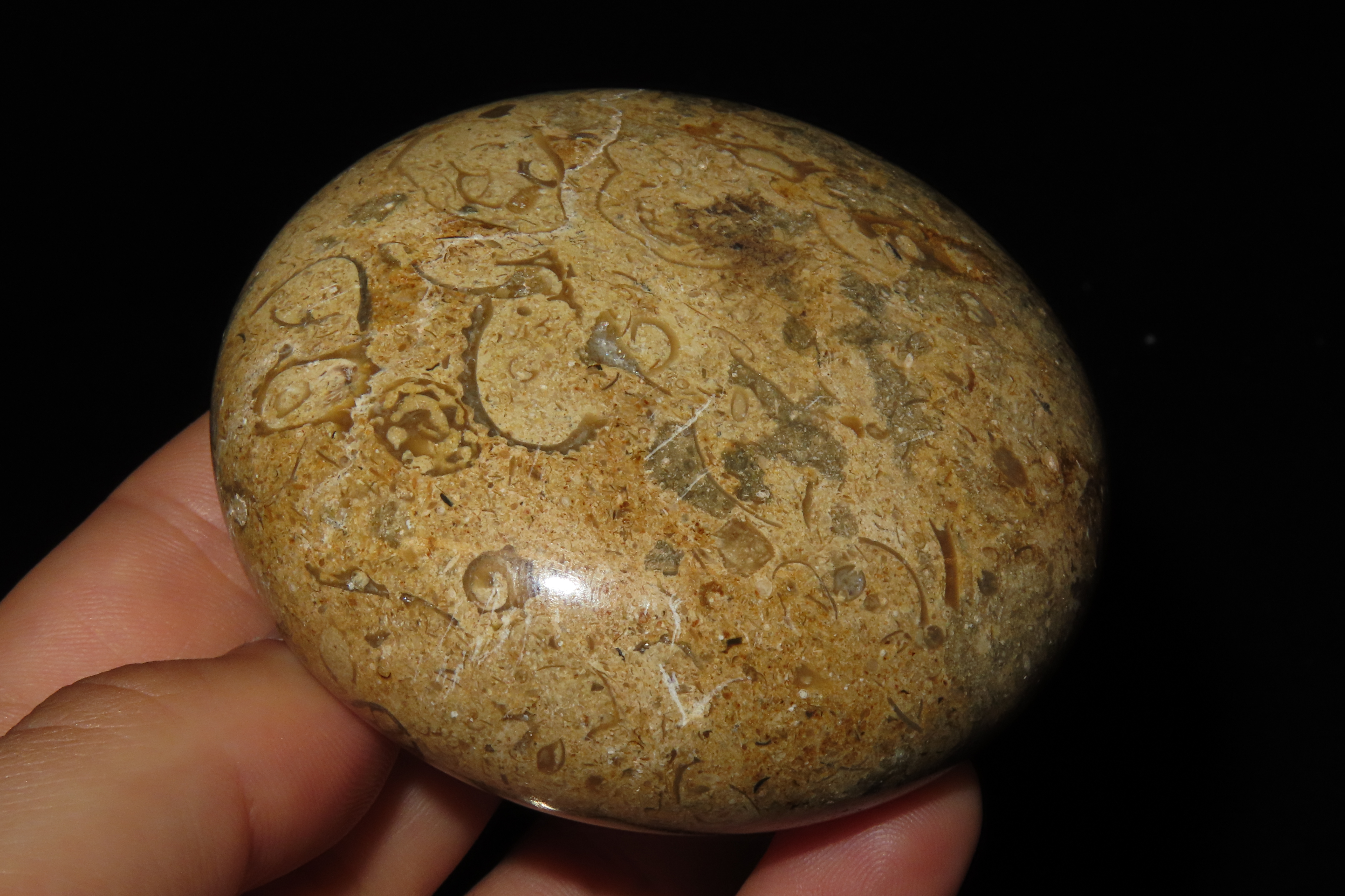 Highly Polished 3" Round Fossil Coral paperweight.