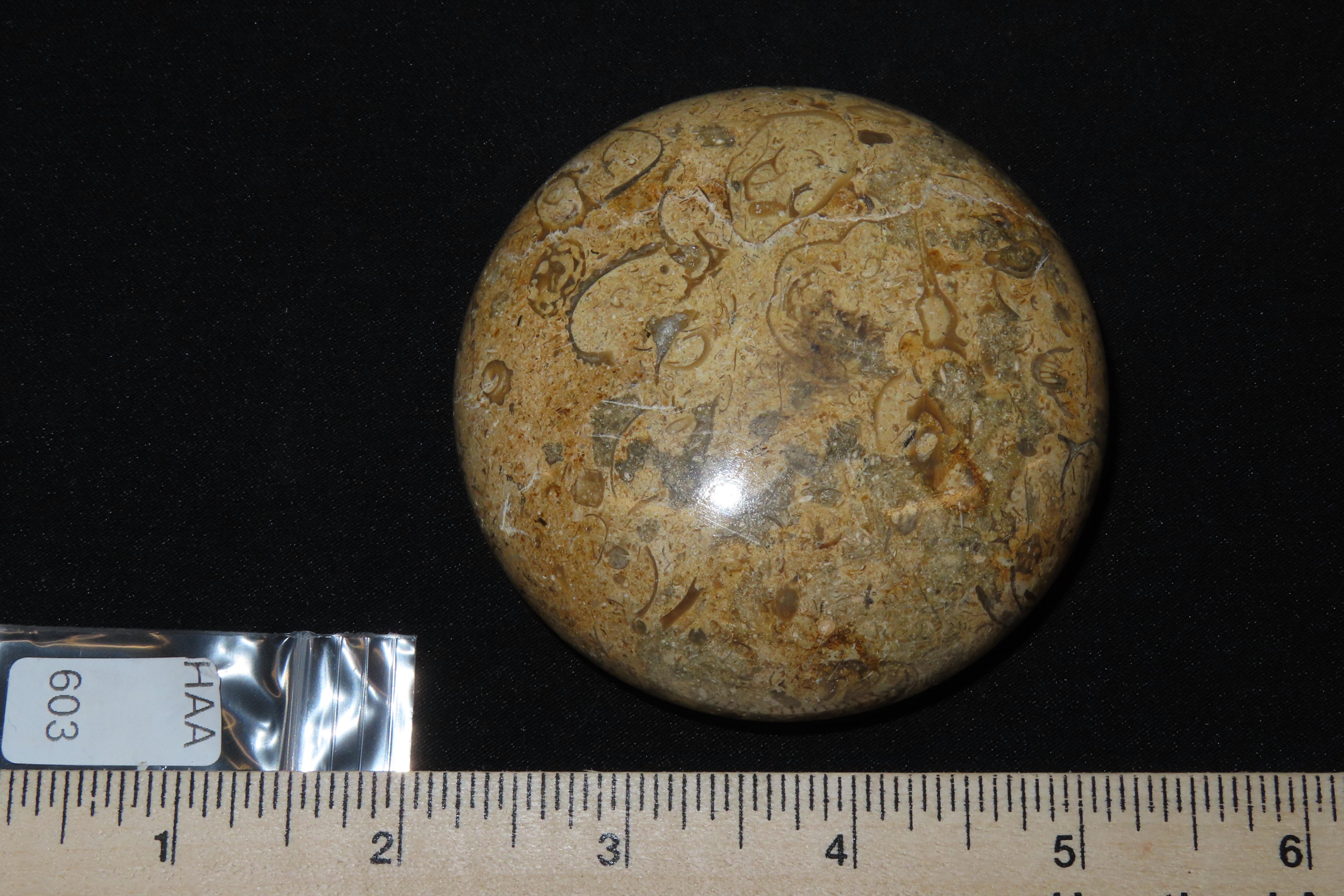 Highly Polished 3" Round Fossil Coral paperweight.