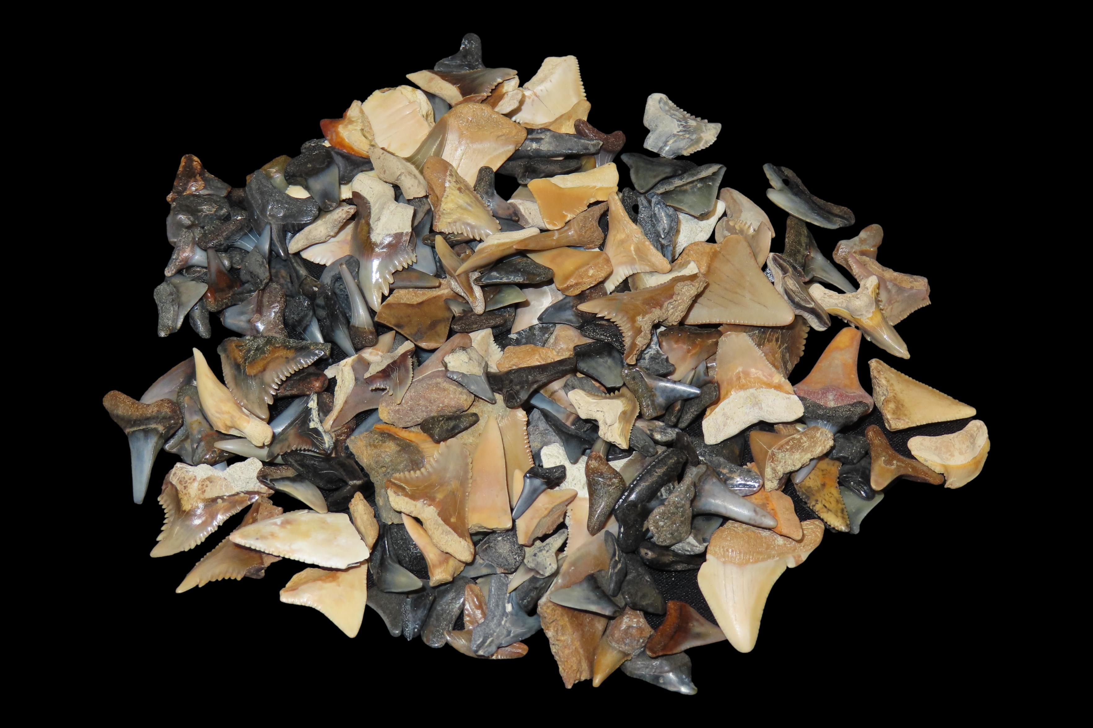 Lot of 200+ Fossil Shark Teeth from Florida