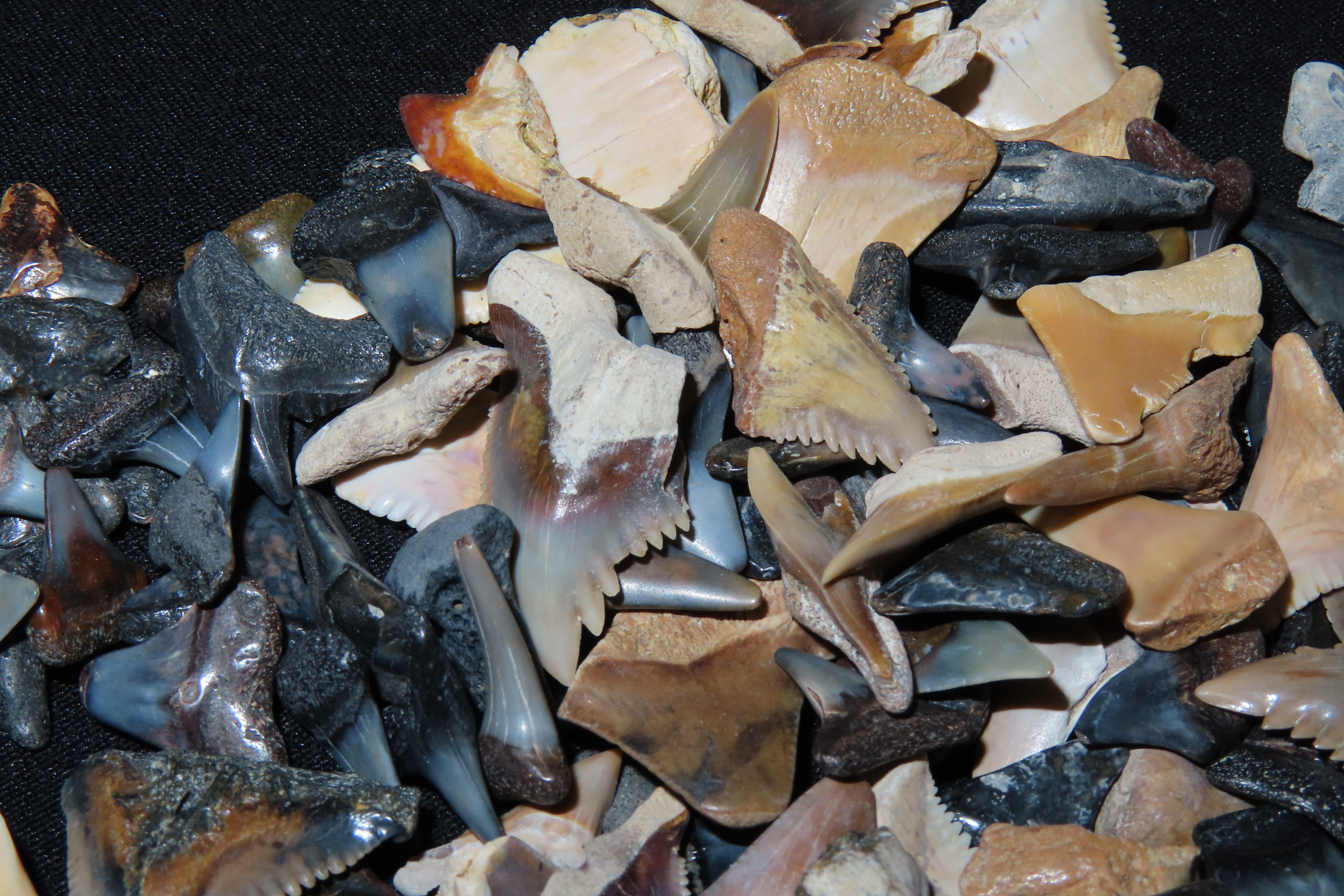 Lot of 200+ Fossil Shark Teeth from Florida